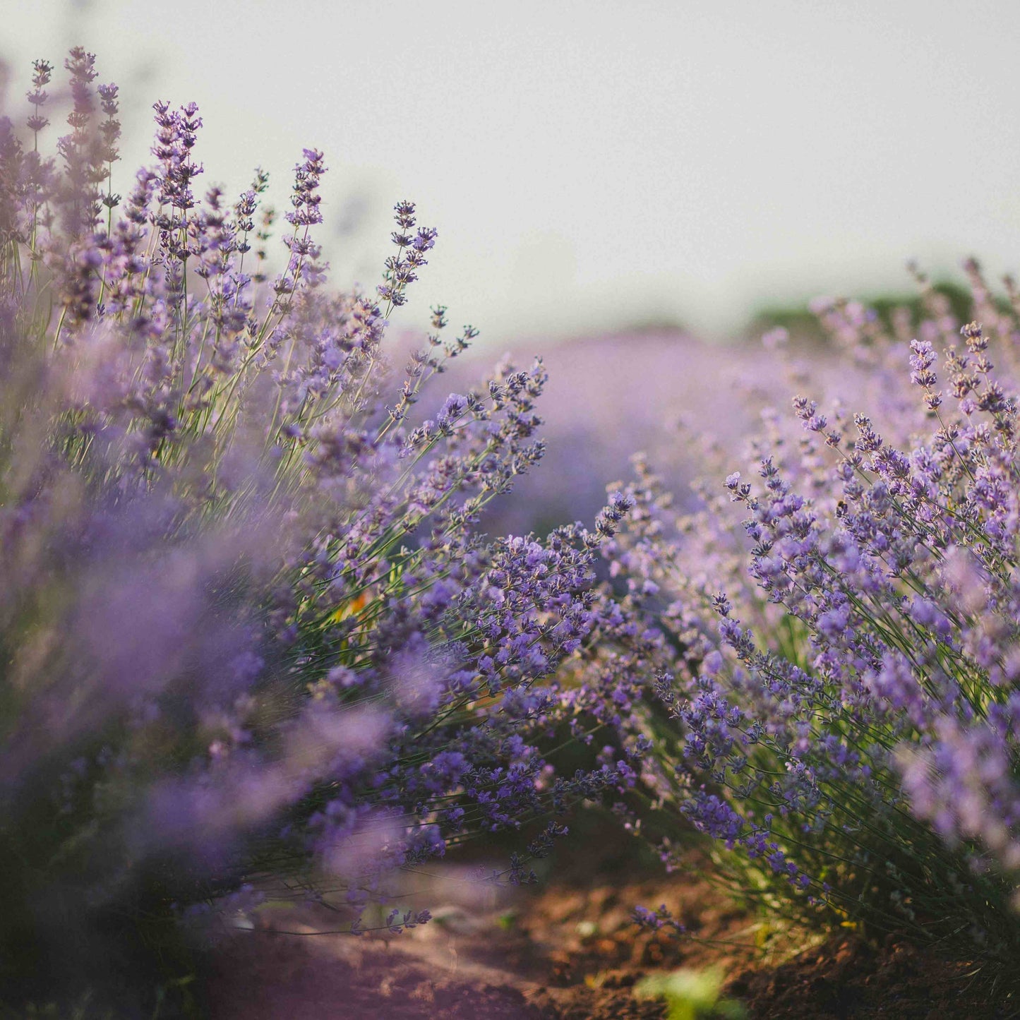 200Pcs Organic Empress Lavender Herb Flower Seeds