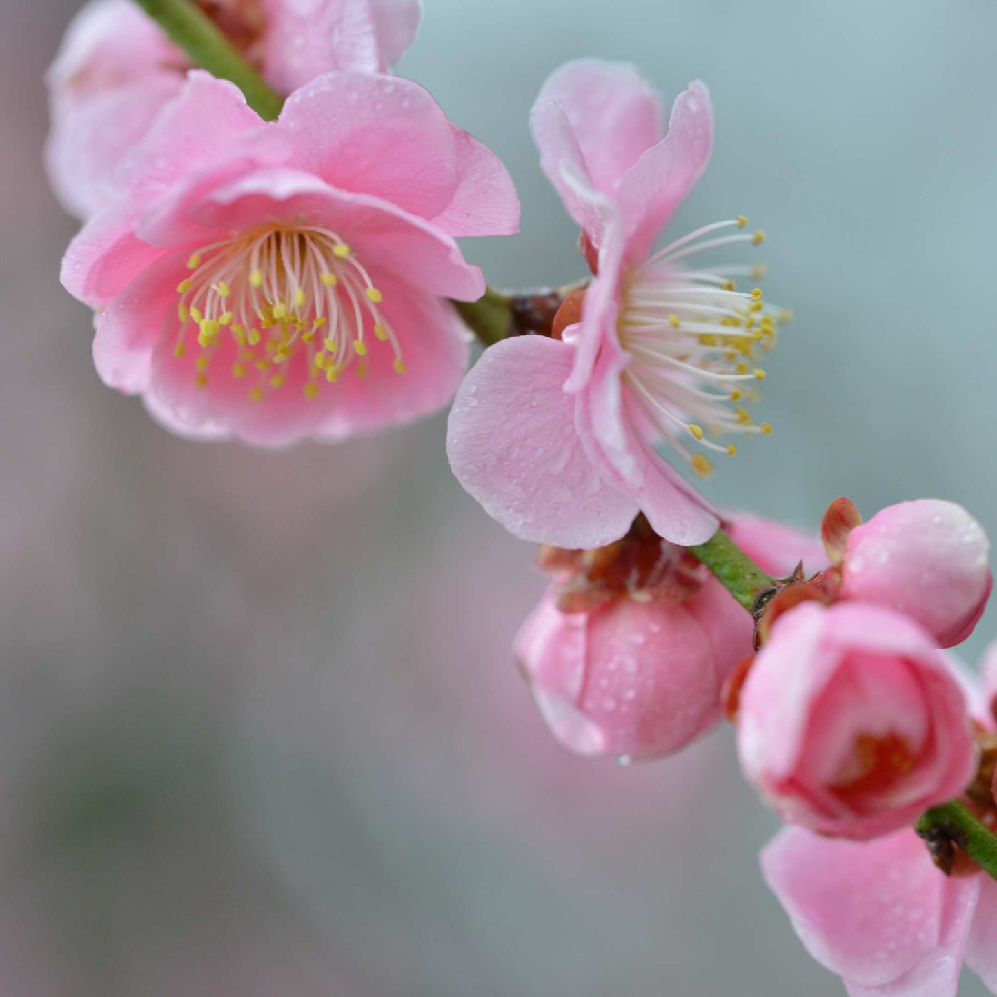 20Pcs Japanese Plum Blossom / Ume Flower Seeds