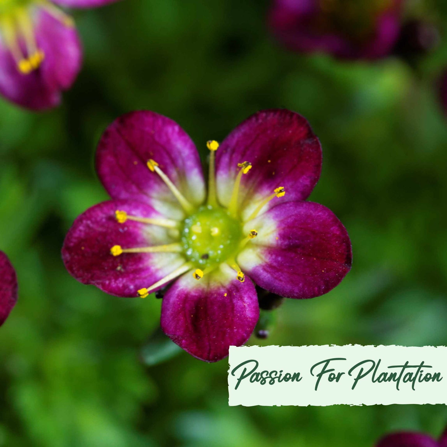 100Pcs Saxifraga Rose Robe Flower Seeds