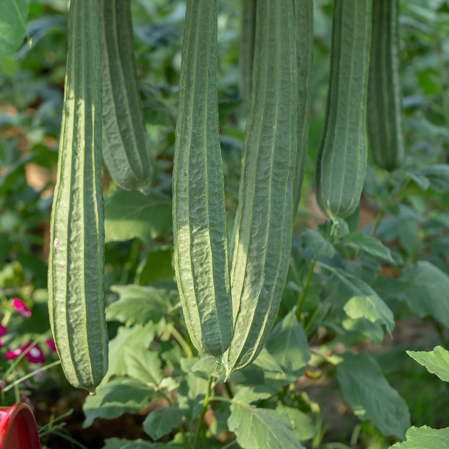 10Pcs Luffa Seeds