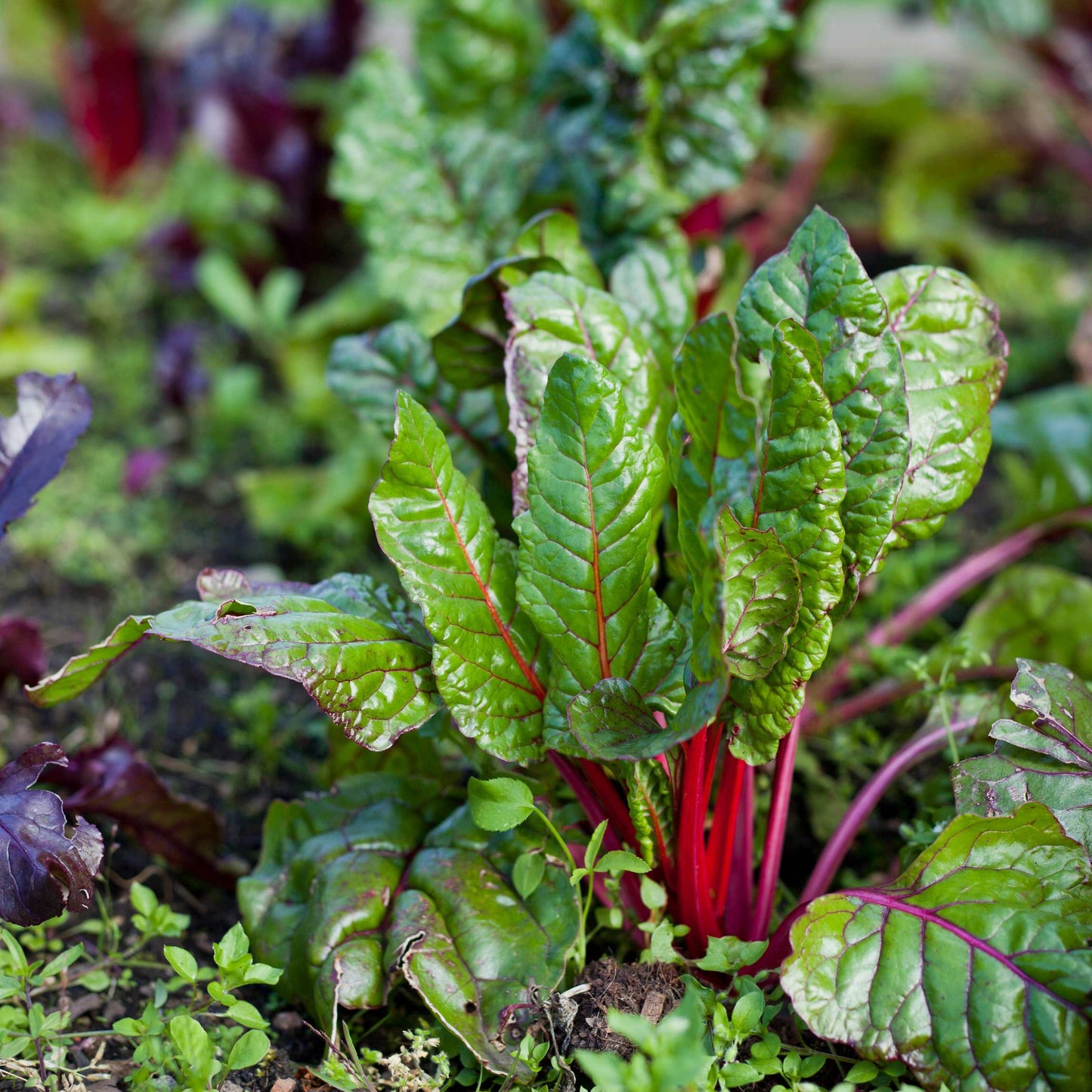 50Pcs Organic Sugar Beet Seeds Pack