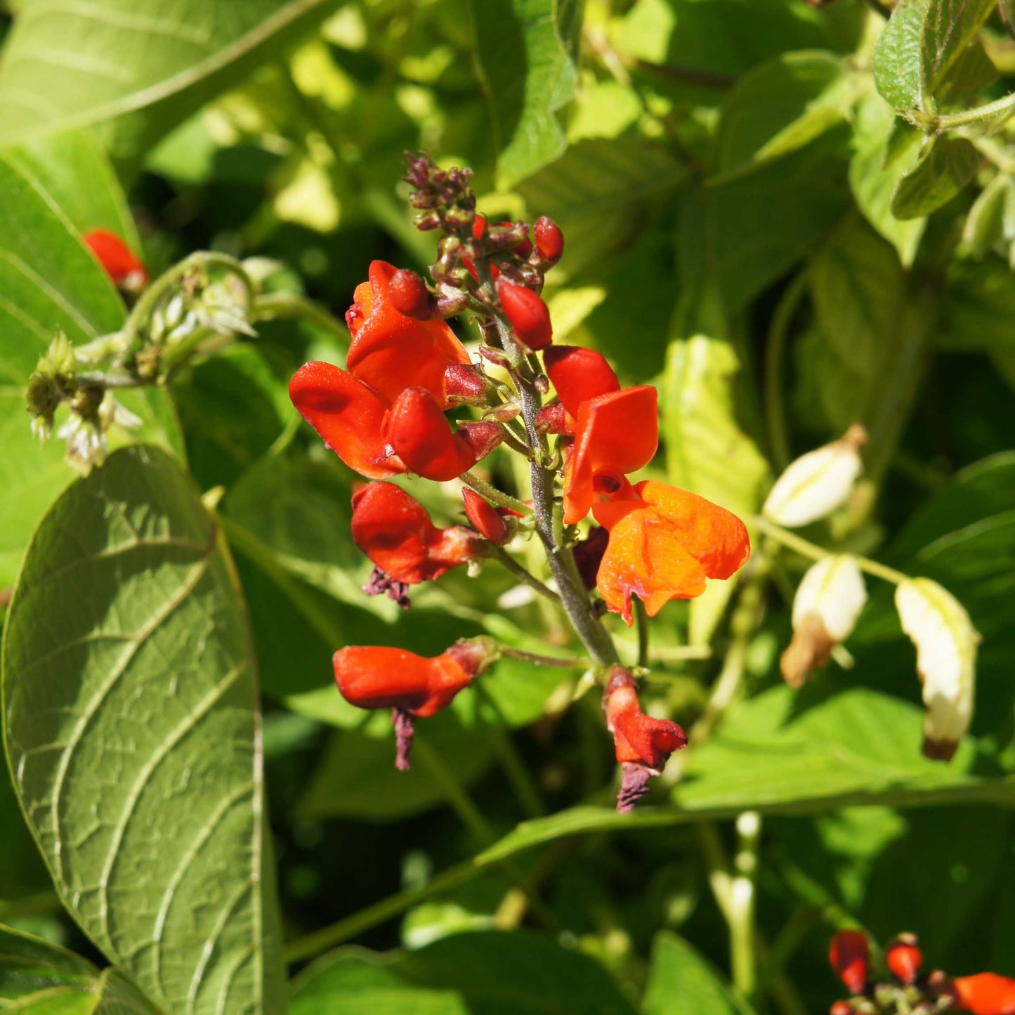 10Pcs Organic Scarlet Runner Bean Seeds