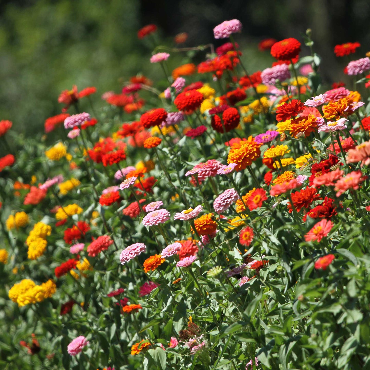 100Pcs Zinnia Flower Seeds Pack