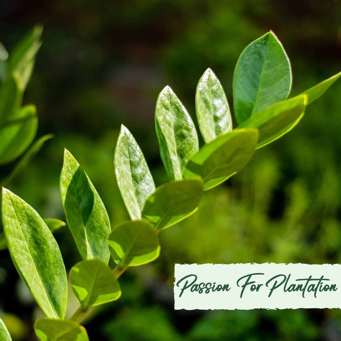 50Pcs Money Tree Plant Seeds (Zamioculcas zamiifolia)