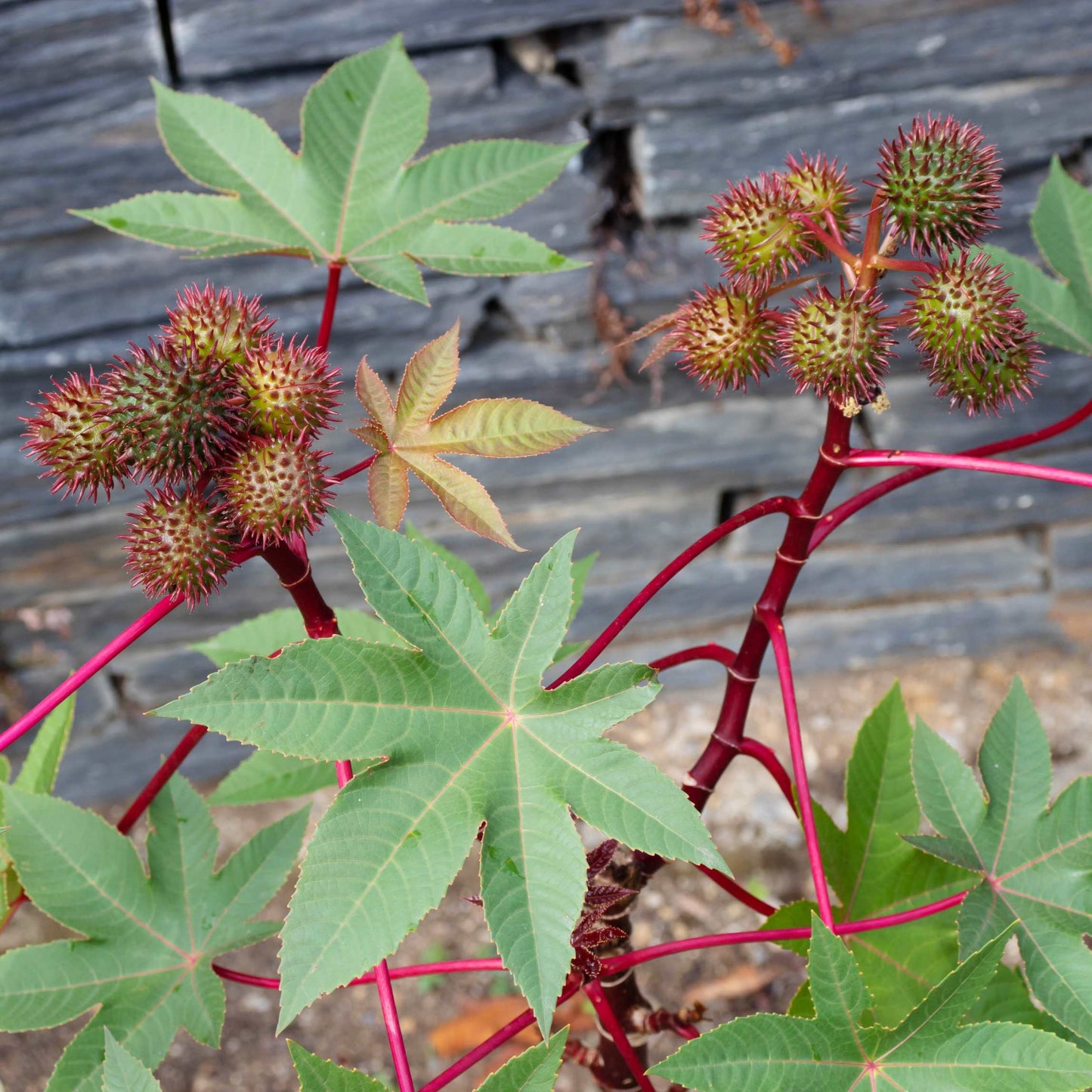 10Pcs Organic Castor Bean Seeds Pack