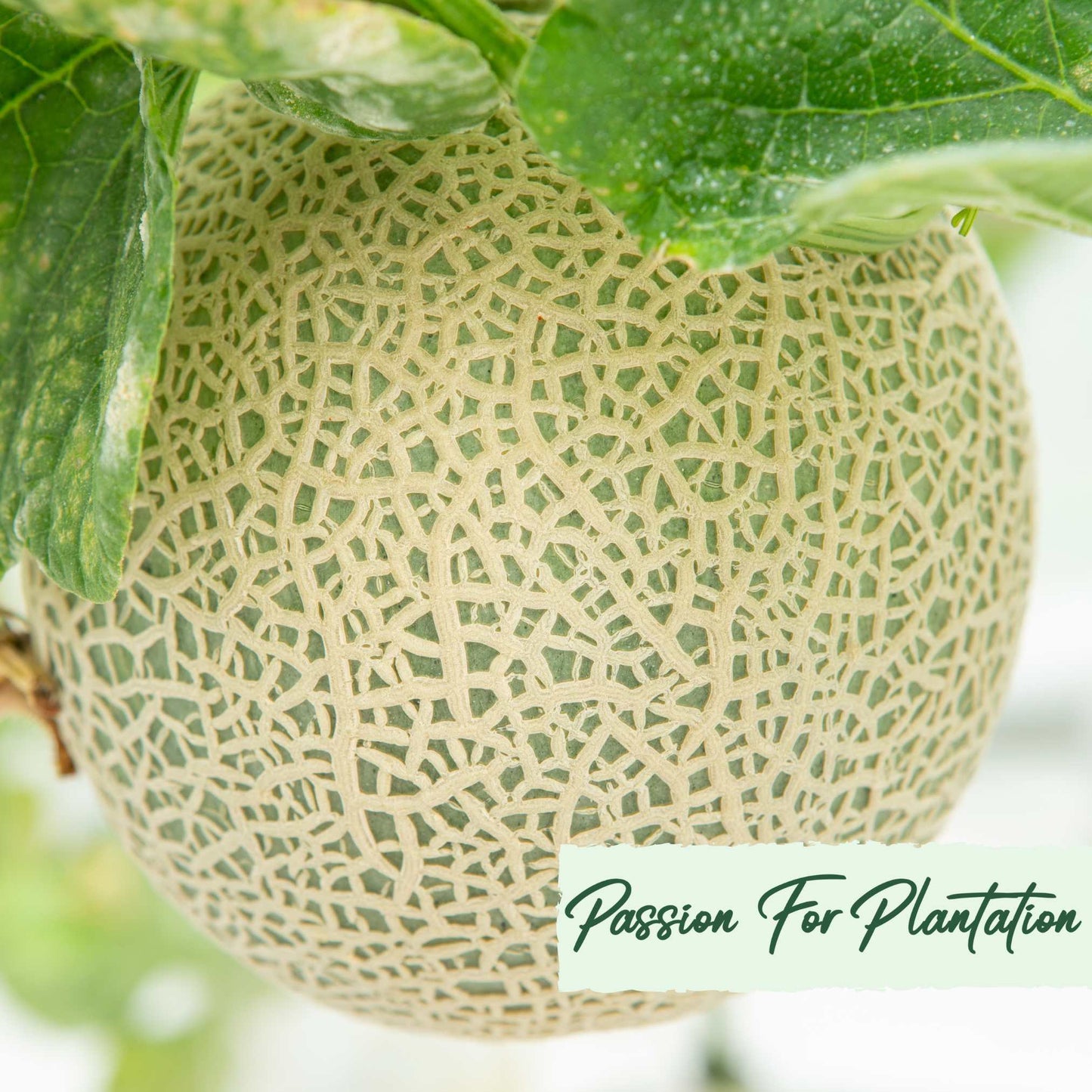 20Pcs Yubari Phoenix Emperor Melon Fruit Seeds