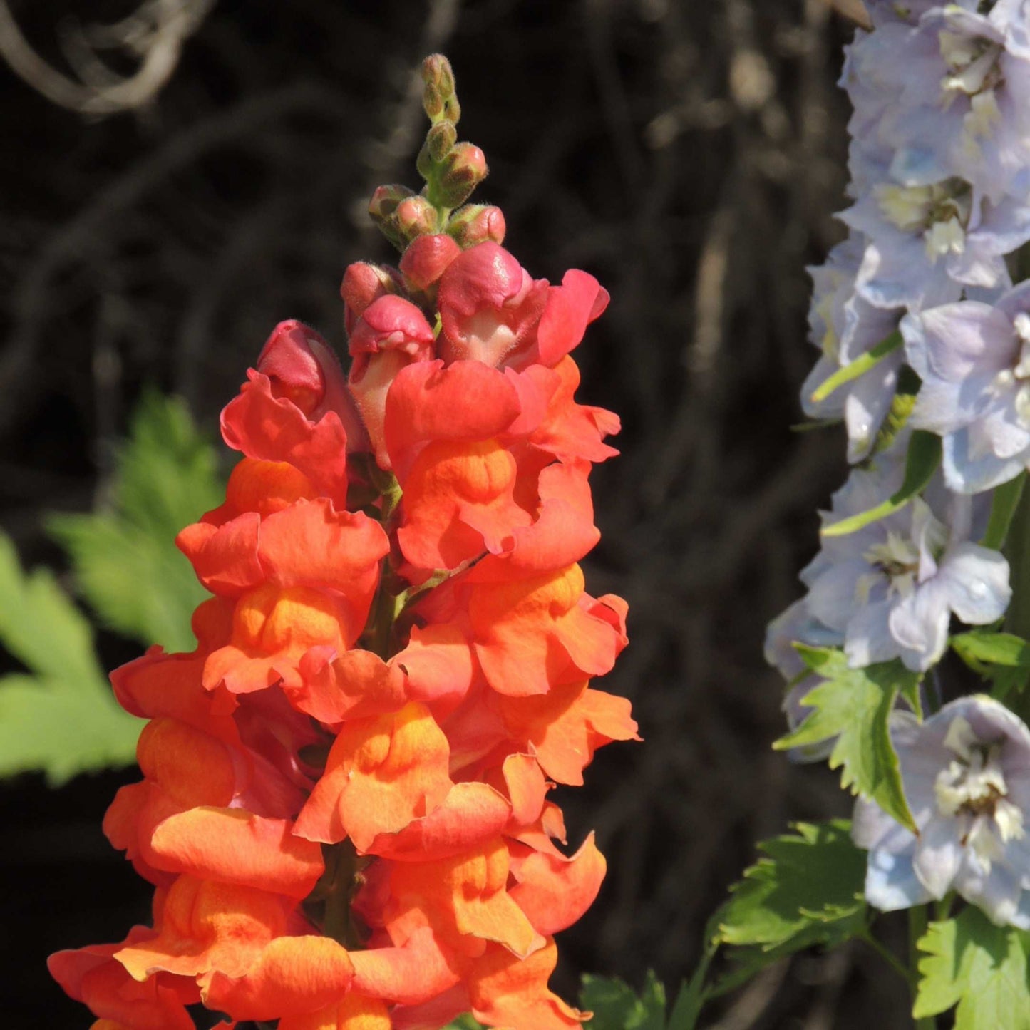 100Pcs Organic Snapdragon Flower Seeds Pack