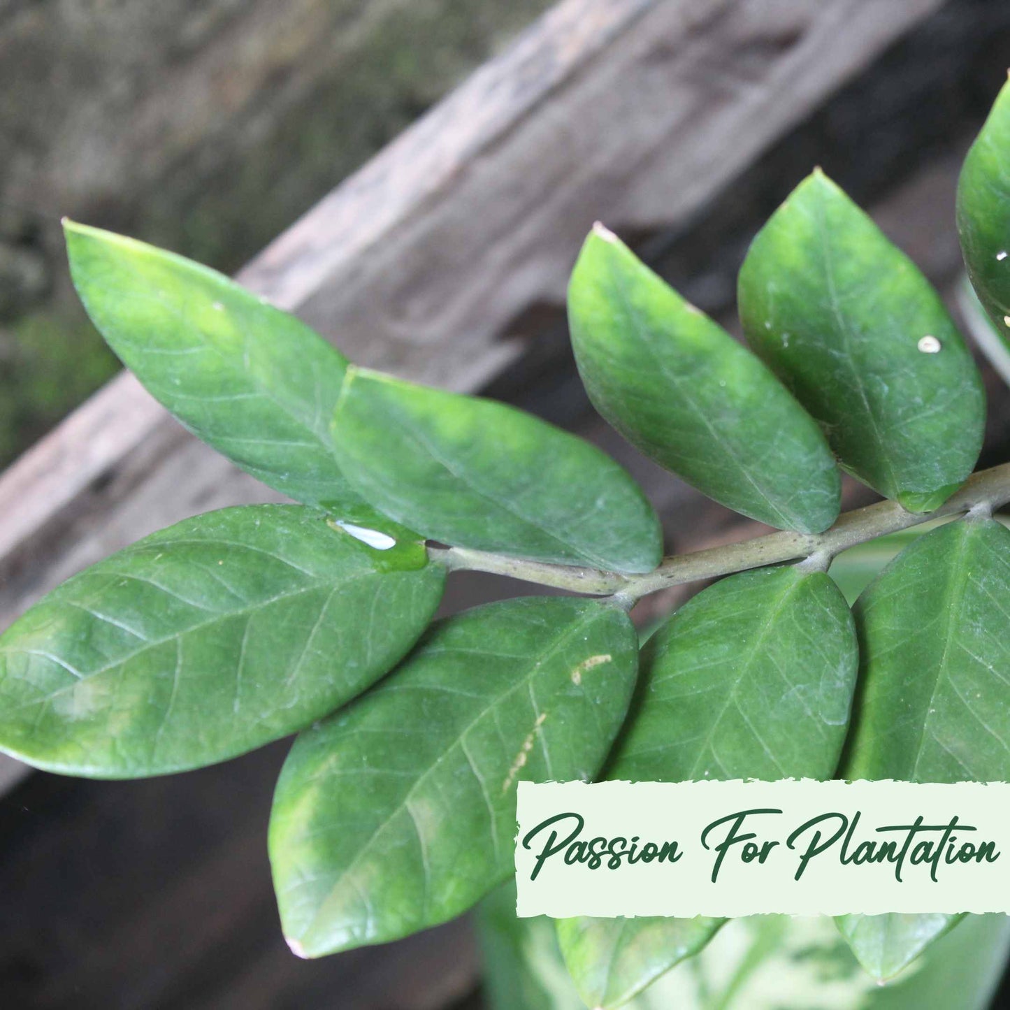 50Pcs Money Tree Plant Seeds (Zamioculcas zamiifolia)