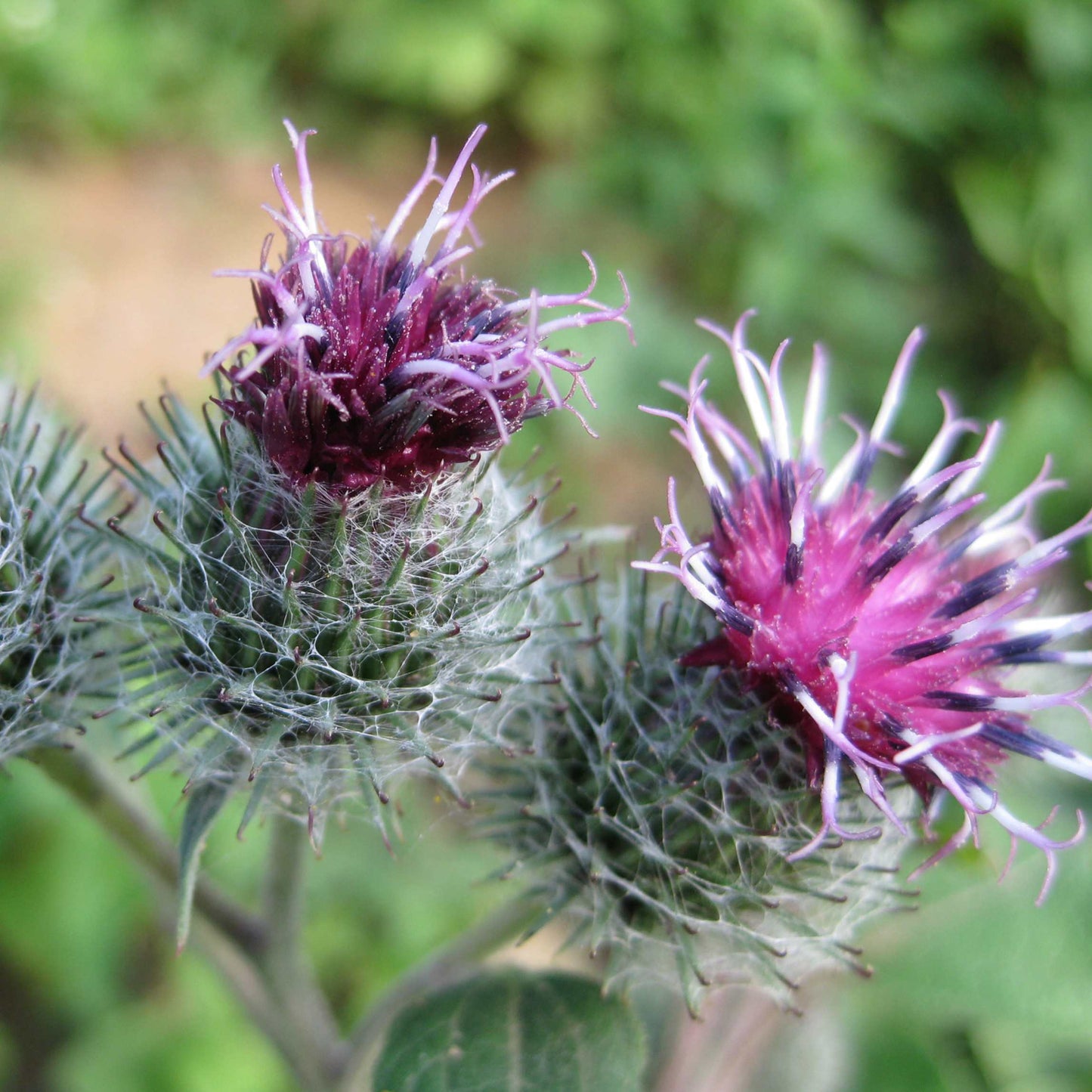 100Pcs Organic Burdock Seeds