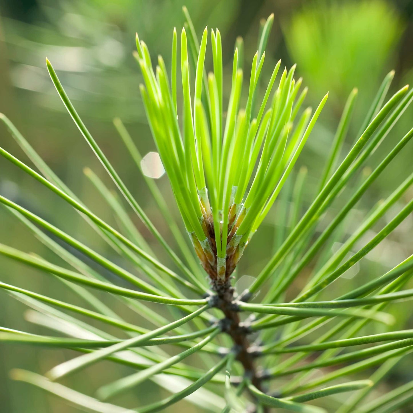20Pcs Eastern White Pine Tree Seeds