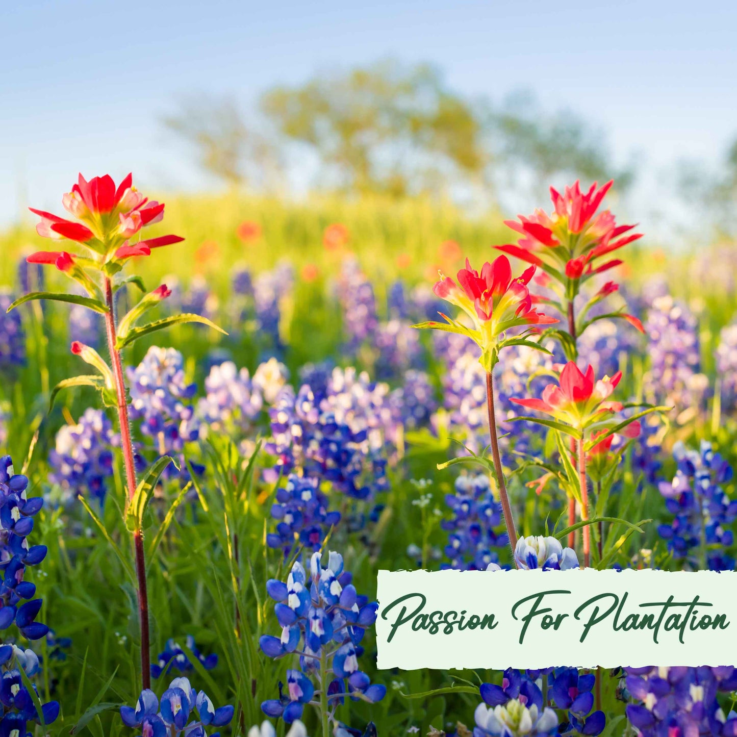 500Pcs Bulk Vibrant Fresh Wildflower Seeds Pack