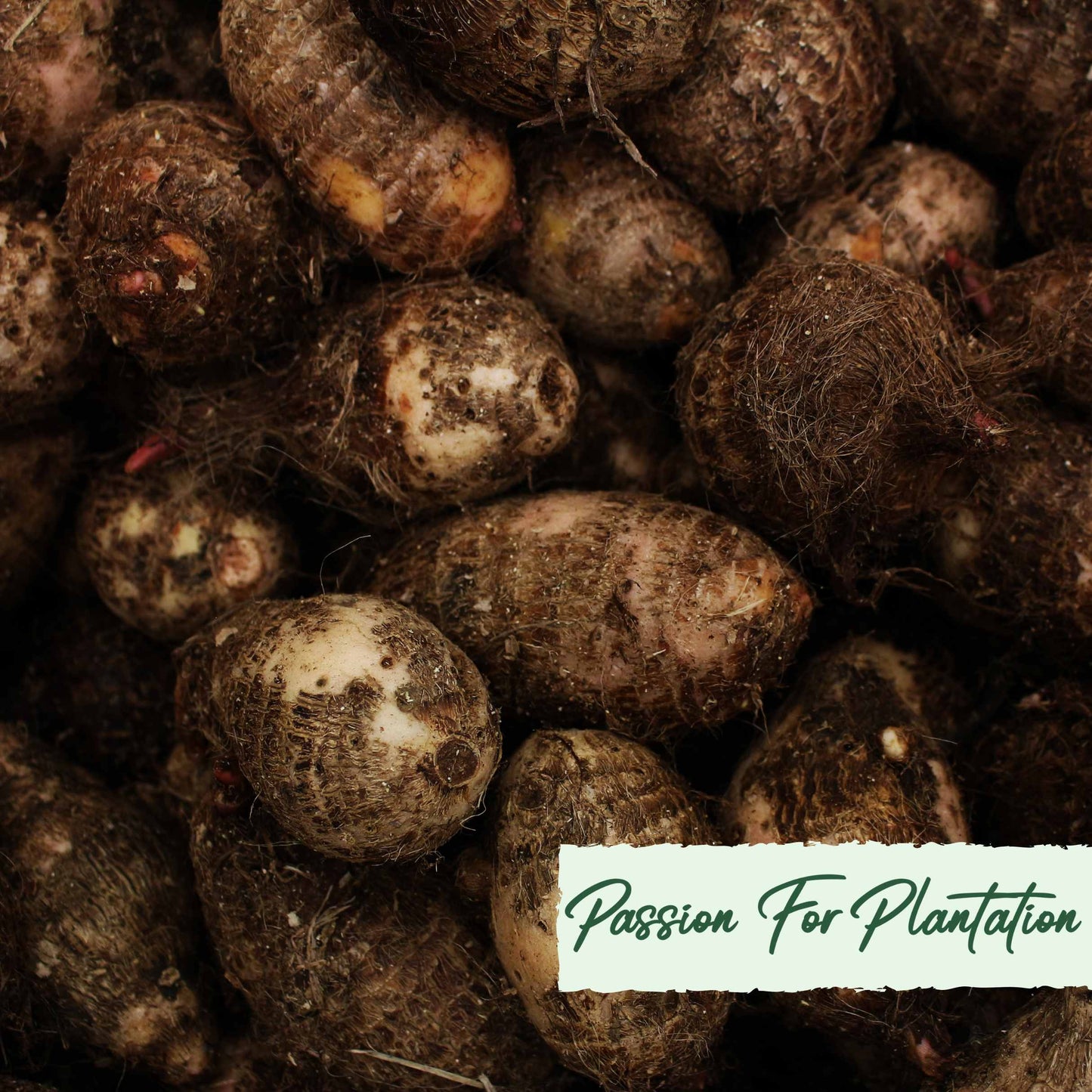 20Pcs Organic Yam (Dioscorea) Vegetable Seeds