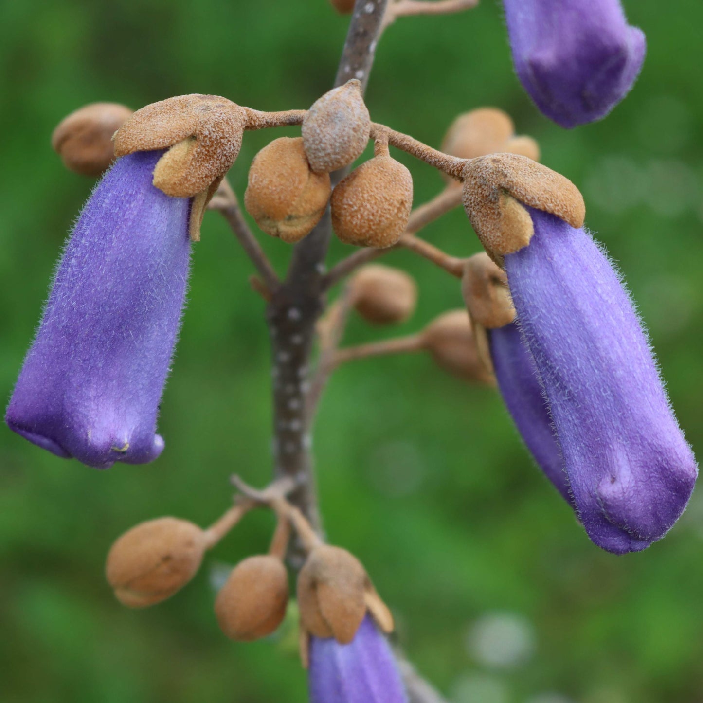 100Pcs Royal Empress Tree Seeds (Paulownia tomentosa), Flower Seeds