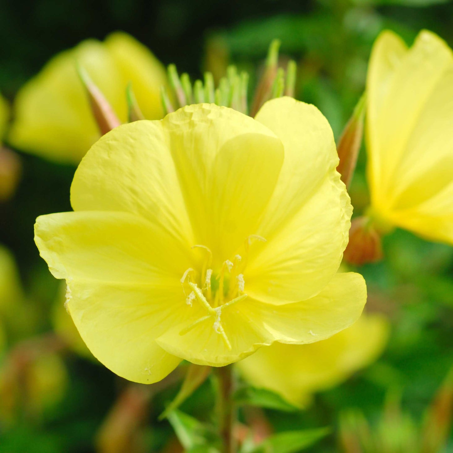 100Pcs Evening Primrose Flower Seeds Pack