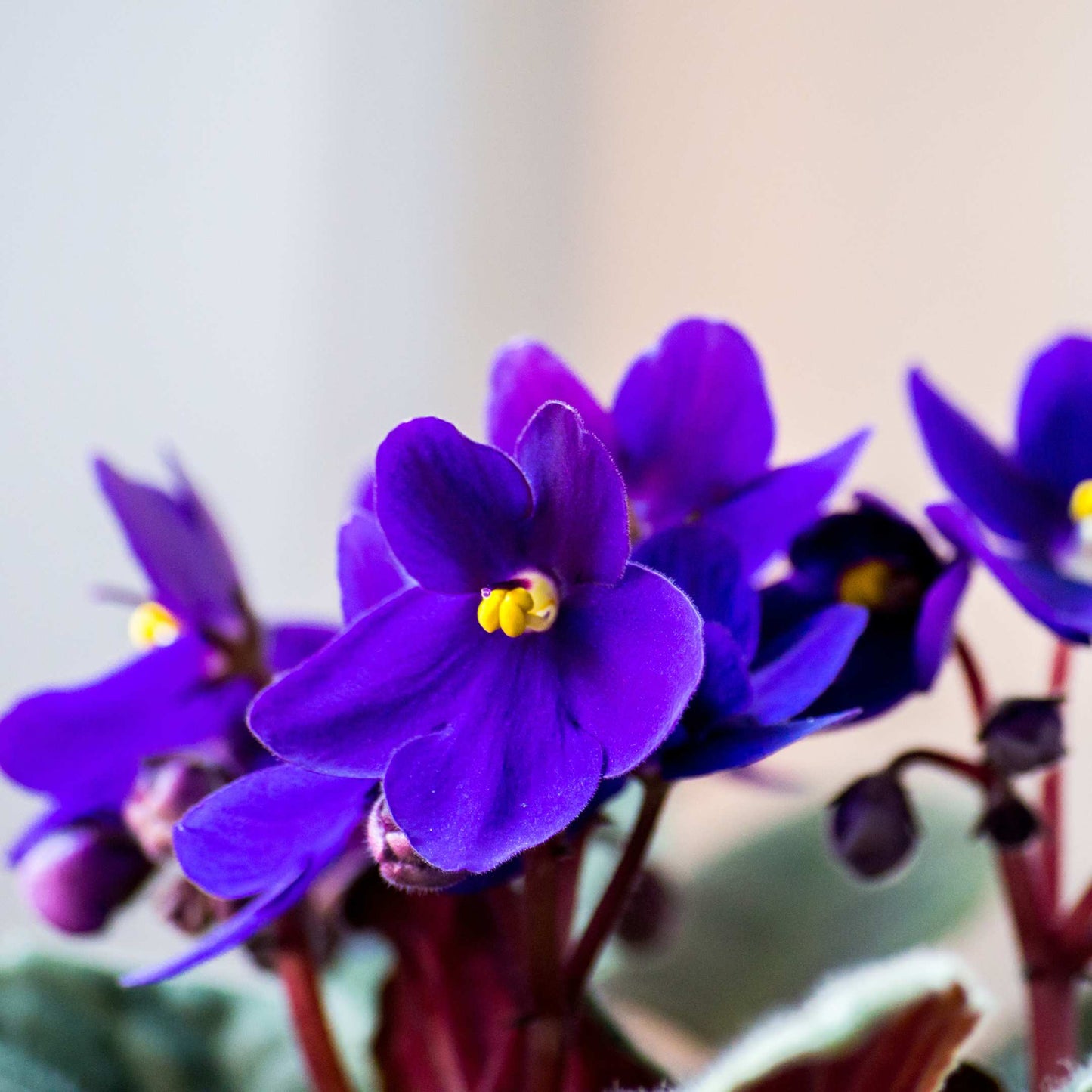 30Pcs Mix African Violet Seeds Pack