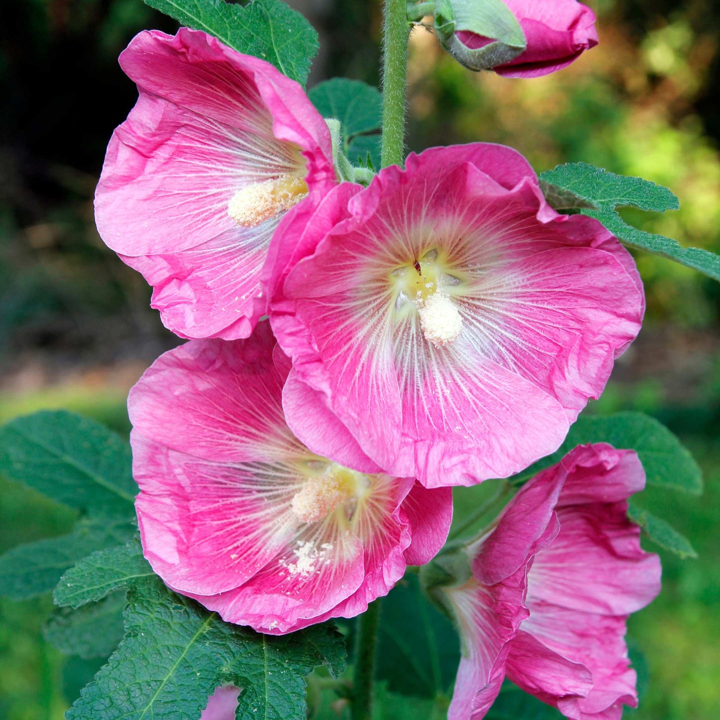 200Pcs Hollyhock Seeds Pack