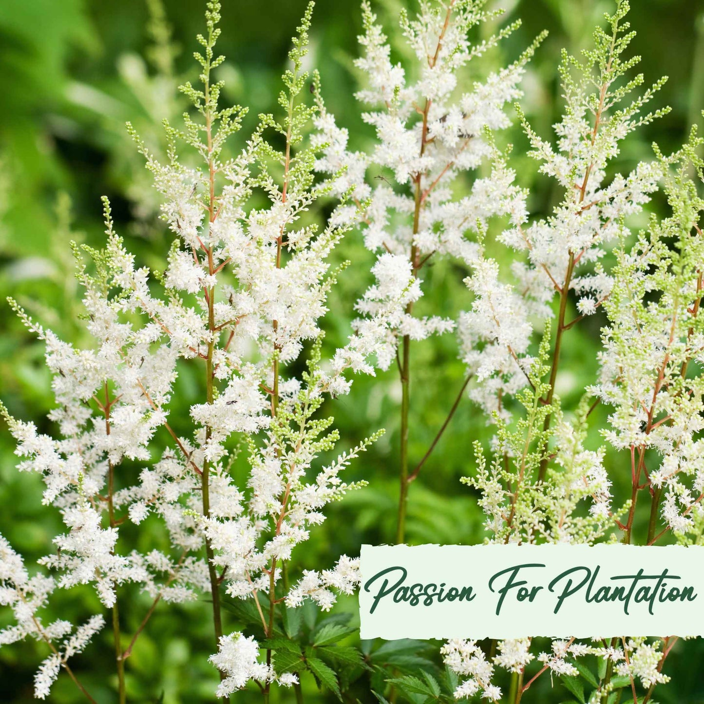 Astilbe Bunter Mix Flower Seeds (Astilbe Arendsii Bunter)