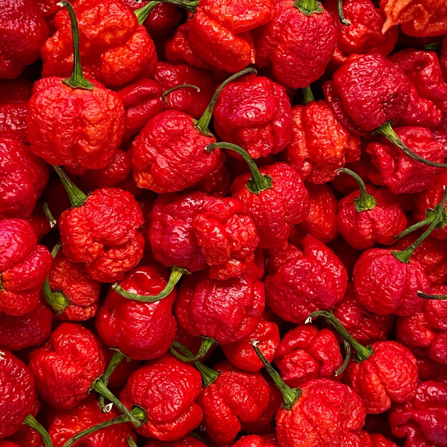 100Pcs Carolina Reaper Pepper Seeds