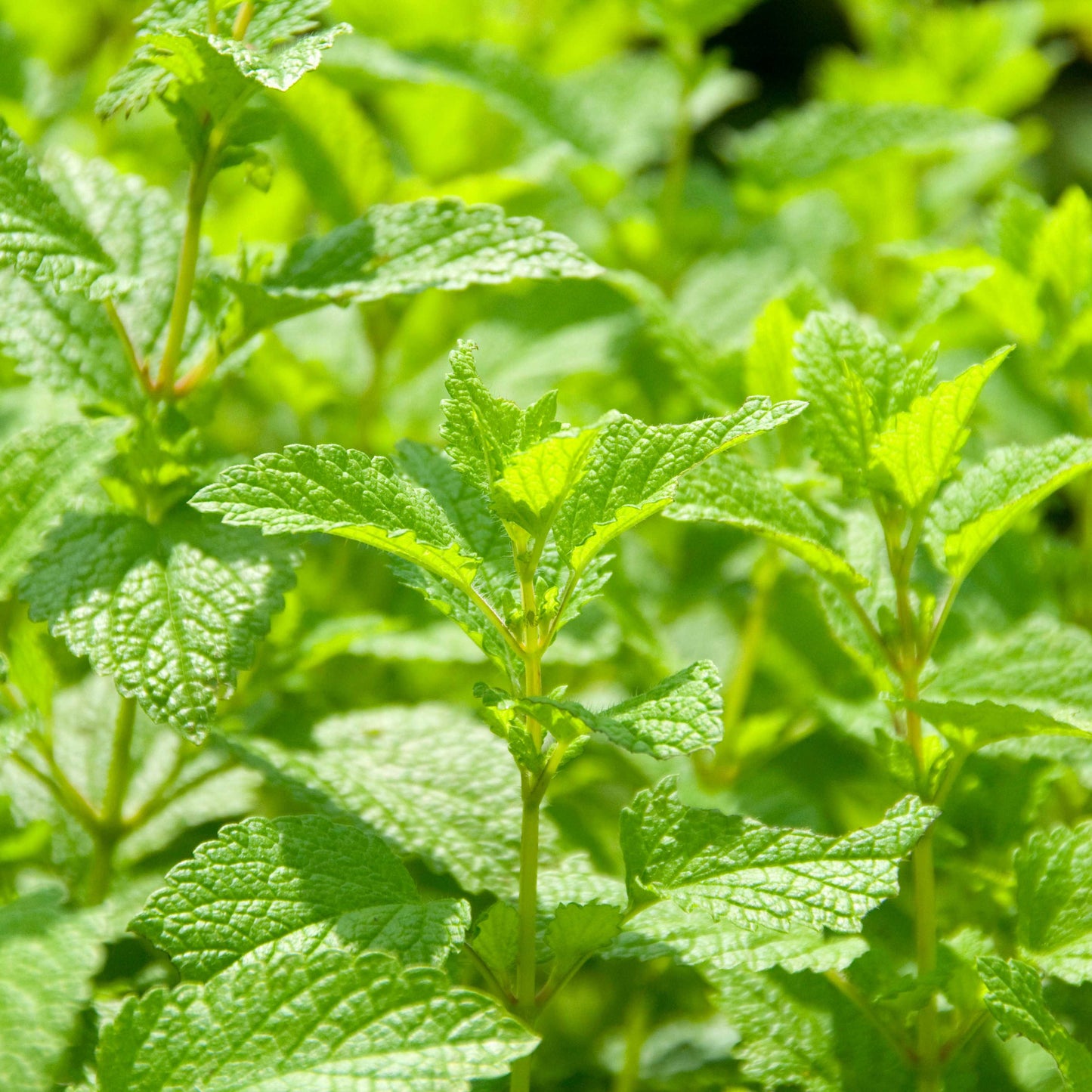 100pcs Lemon Balm Seeds (Melissa officinalis)