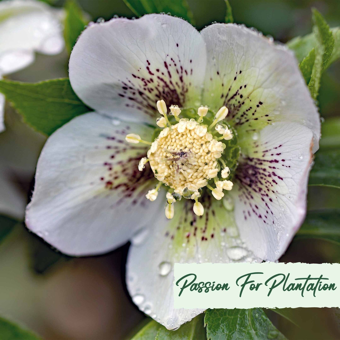 White Angel Christmas Rose (Helleborus Niger) Flower Seeds