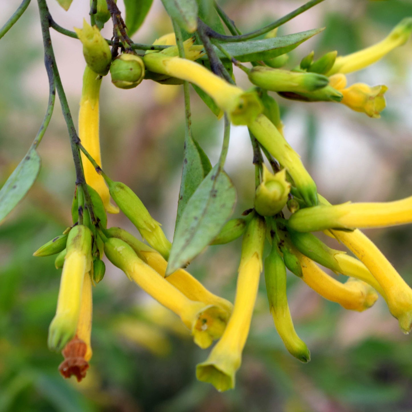 20pcs Night Blooming Jasmine Seeds