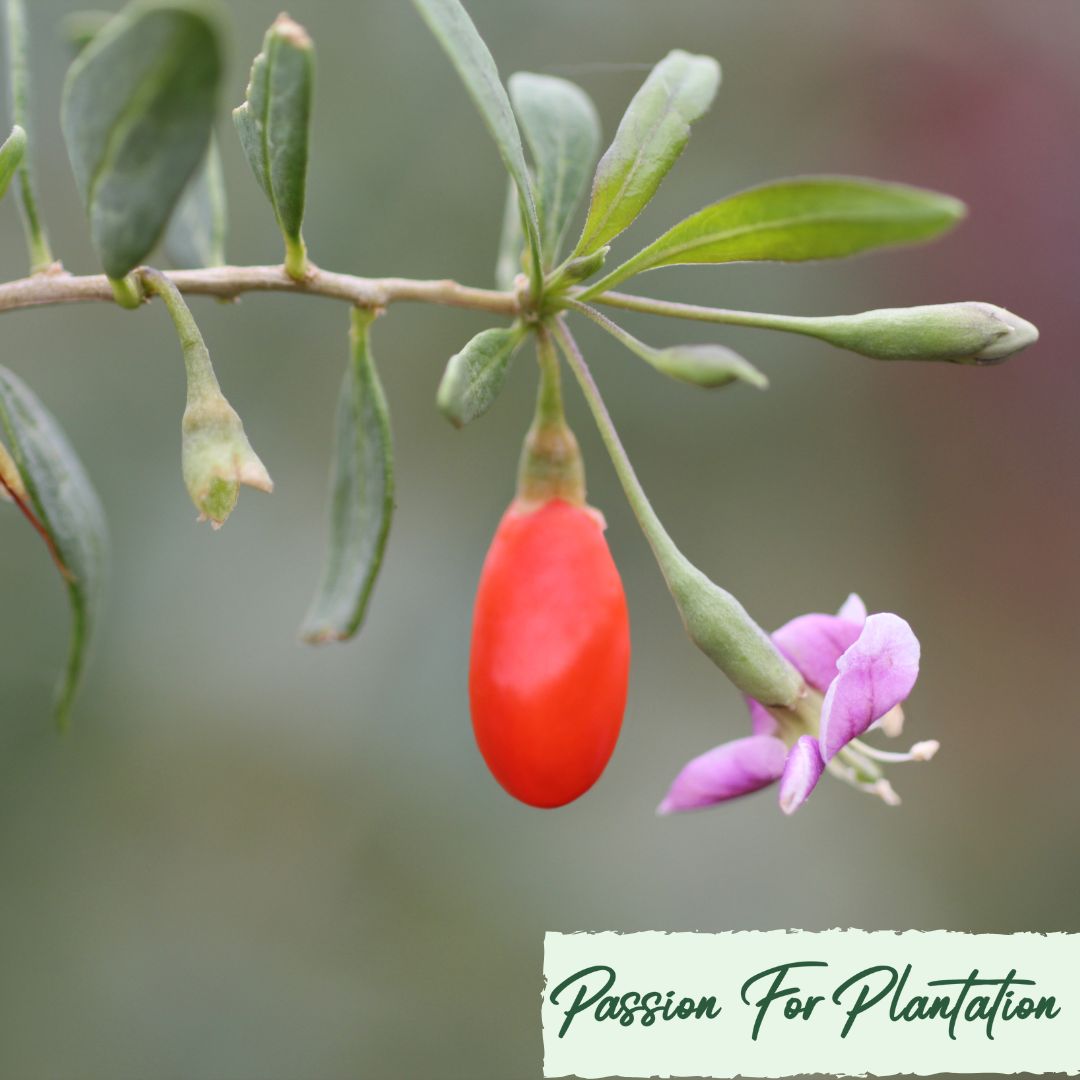 100Pcs Himalayan Goji Berry (Wolfberry) Seeds