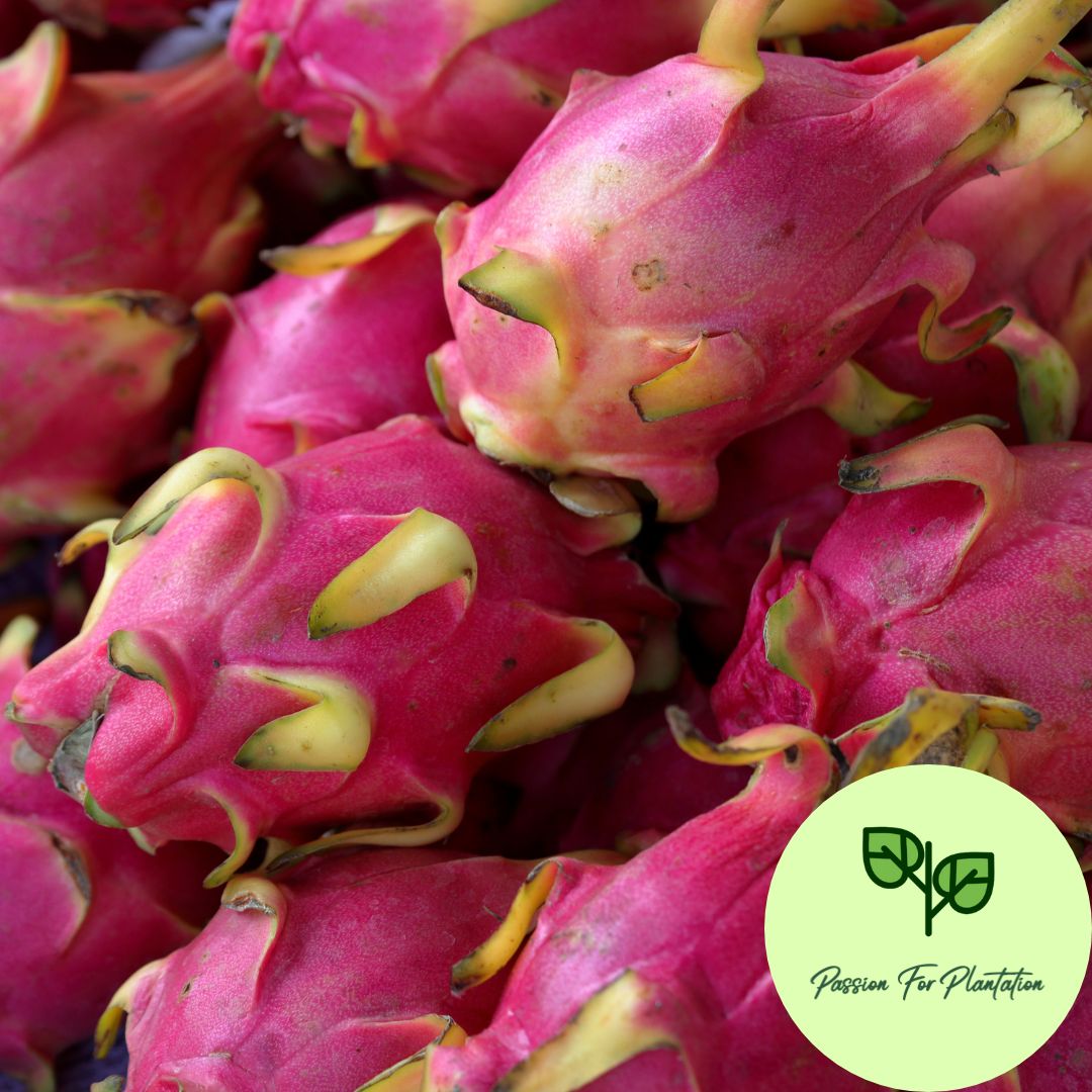 100Pcs Dragon Fruit Seeds