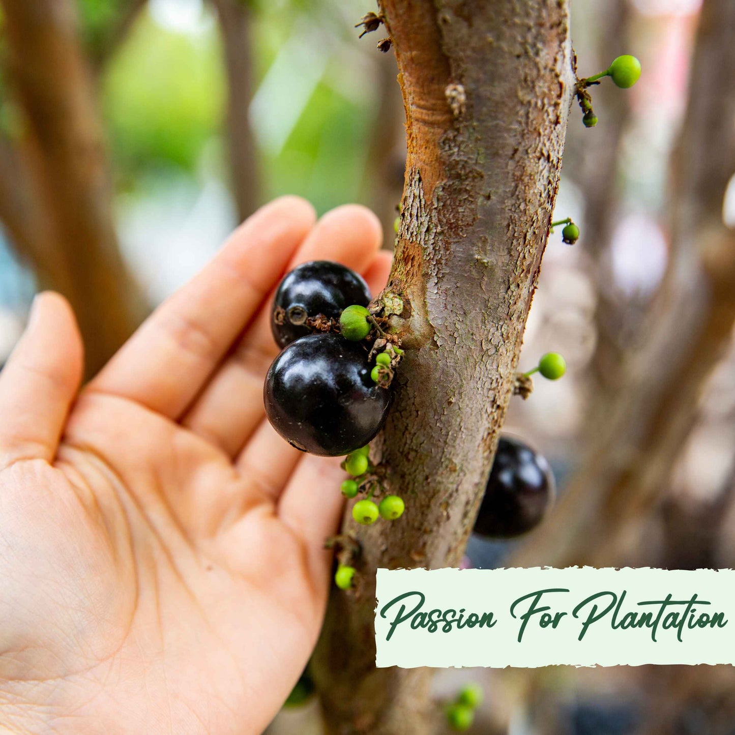 Rare Brazilian Grape Tree (Jabuticaba) Seeds