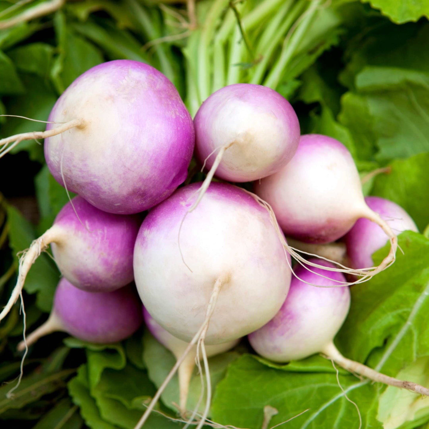 100Pcs Organic Turnip Seeds Pack