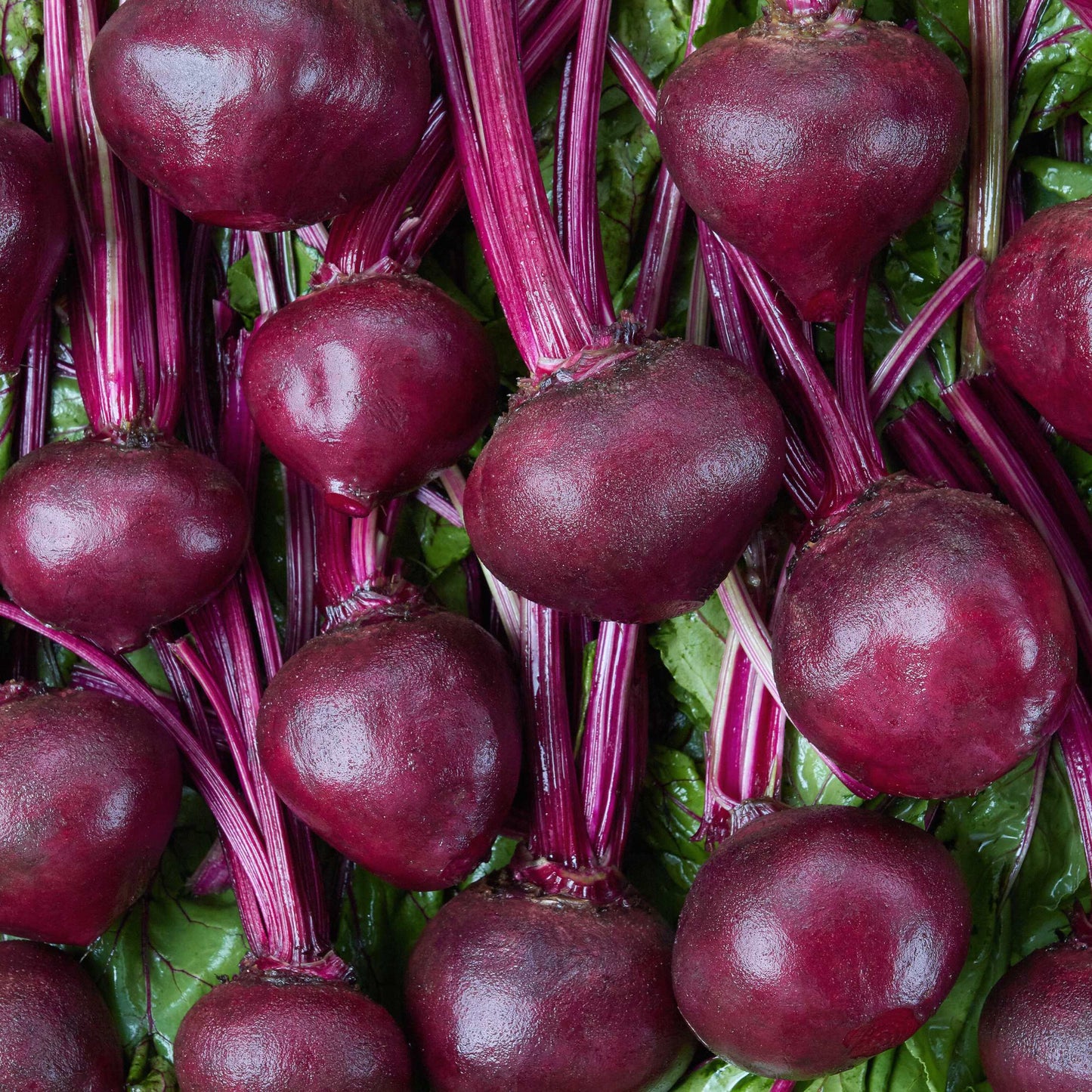 50Pcs Organic Sugar Beet Seeds Pack