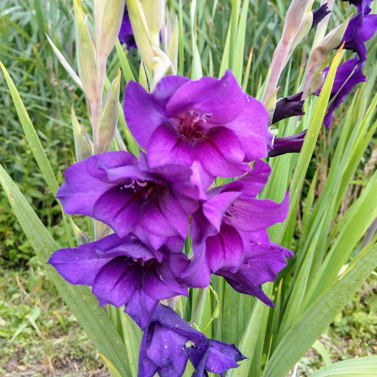 100Pcs Gladiolus Flower Seeds Pack