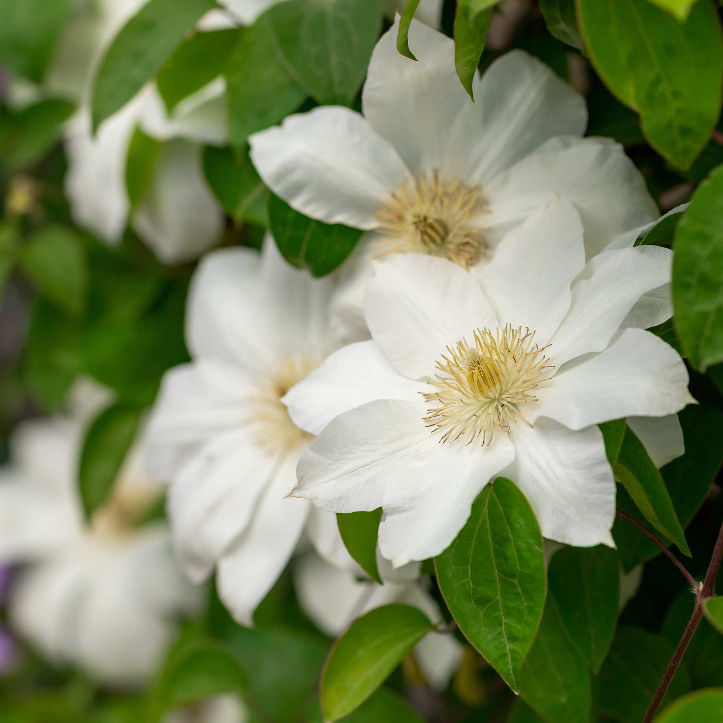 100Pcs Clematis Vine Flower Seeds