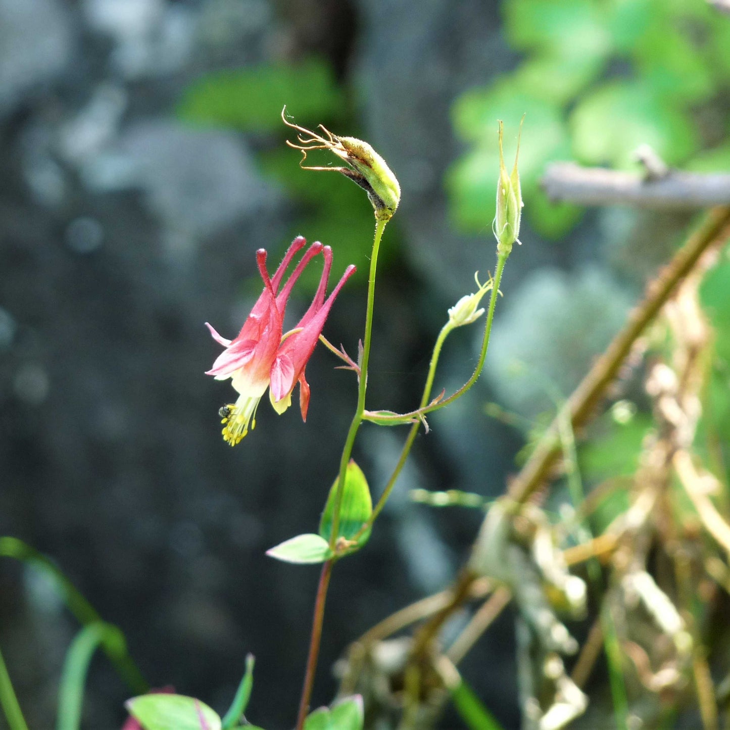 100Pcs Wild Columbine Flower Seeds