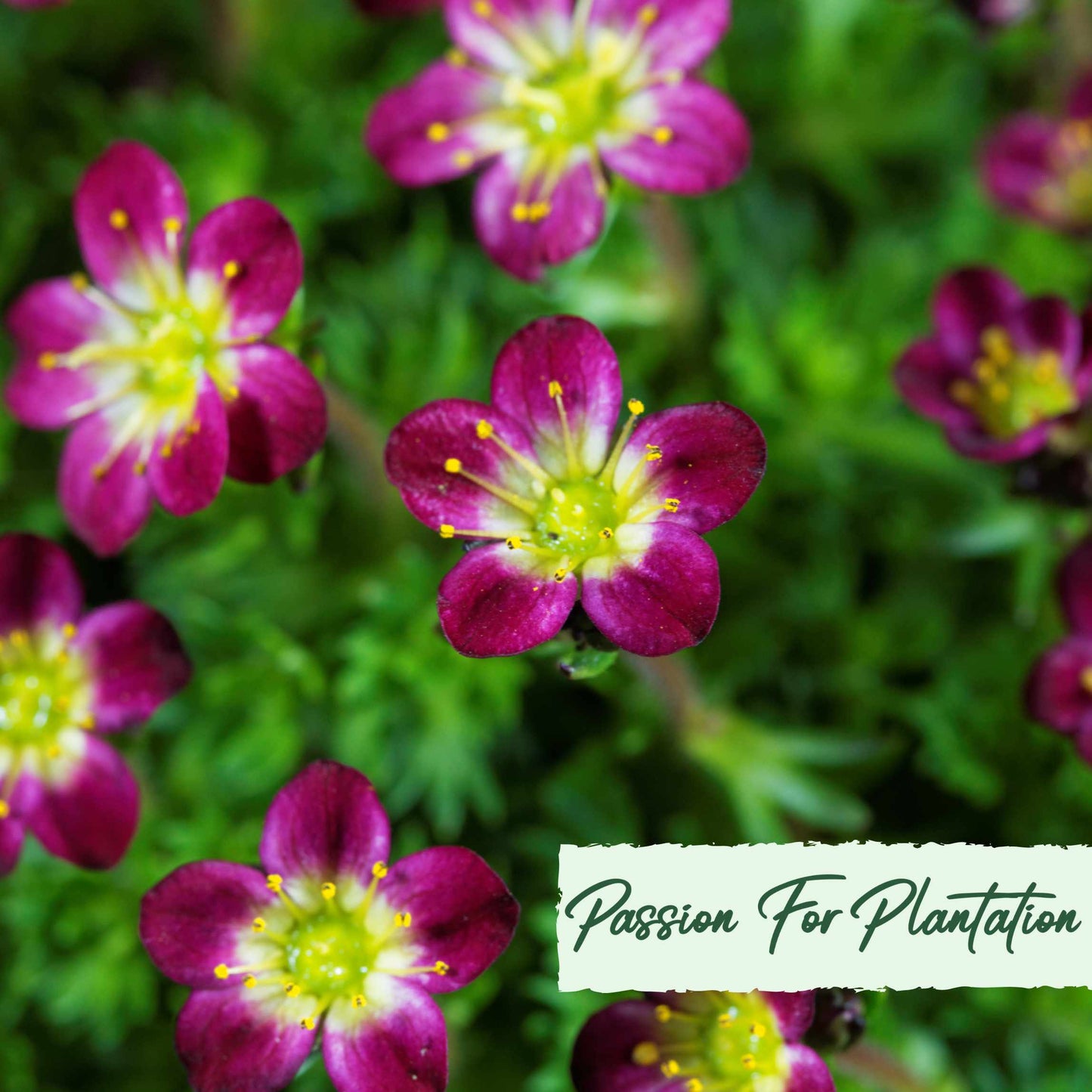 100Pcs Saxifraga Rose Robe Flower Seeds