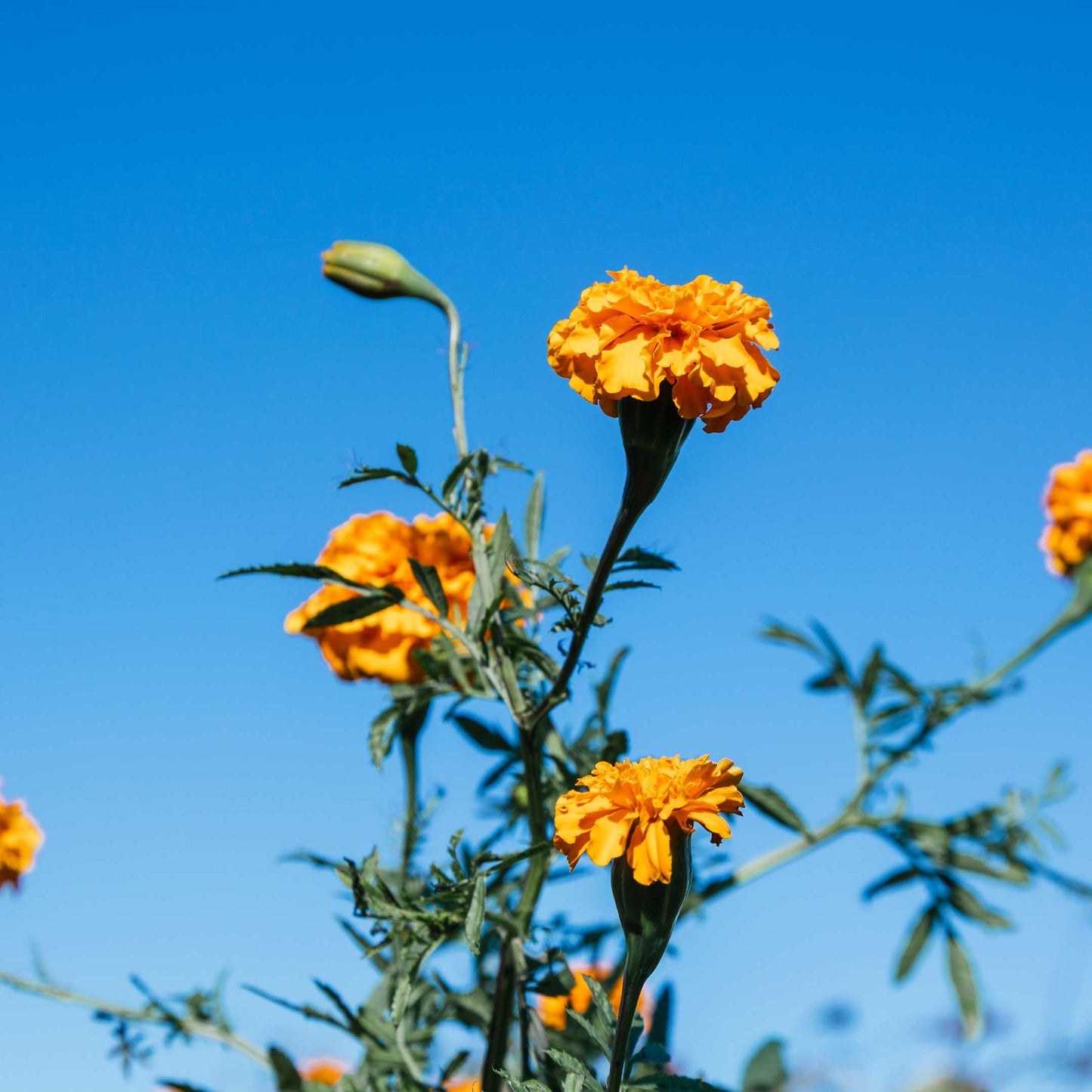 100Pcs African Marigold Seeds Pack
