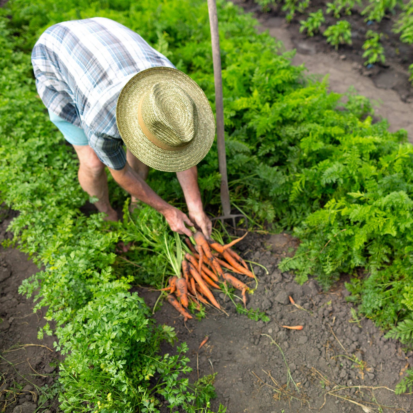 100Pcs Organic Carrot (Daucus carota) Seeds