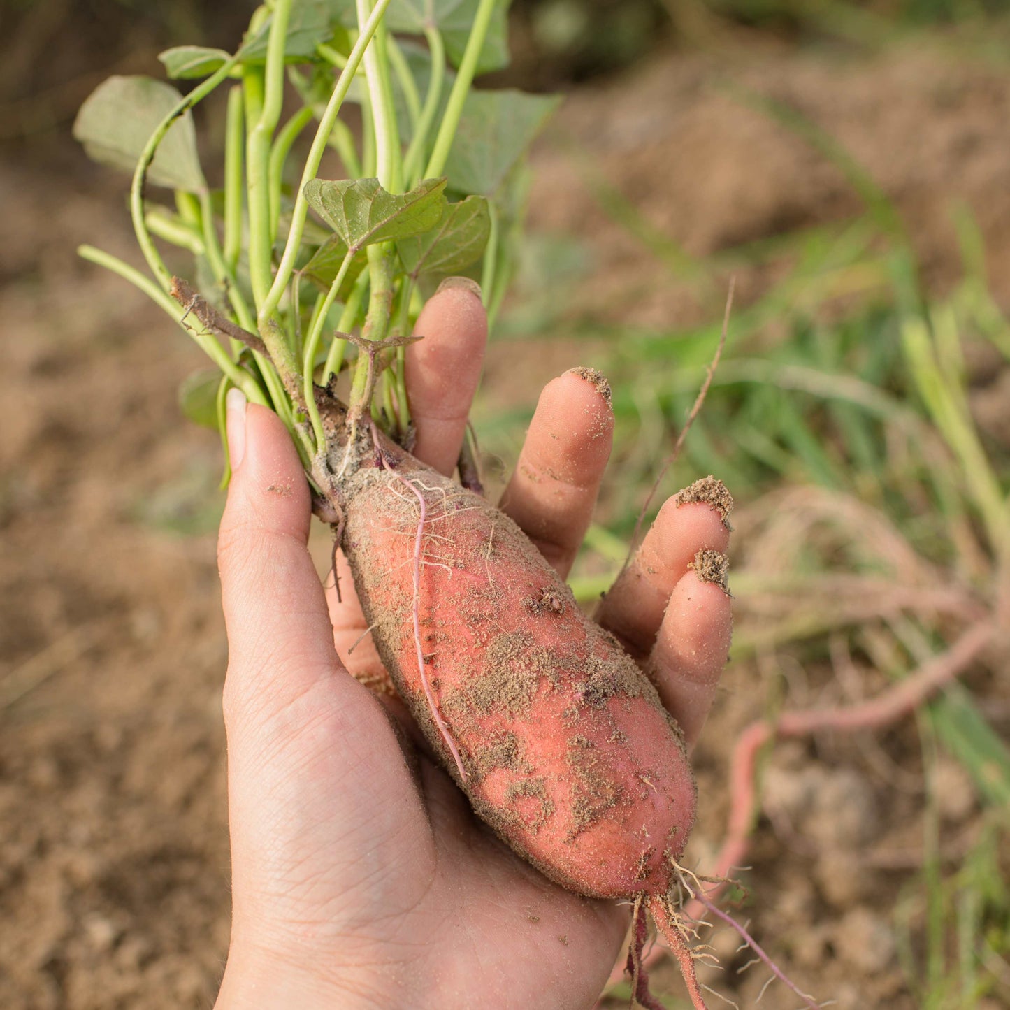 100Pcs Sweet Potato Seeds