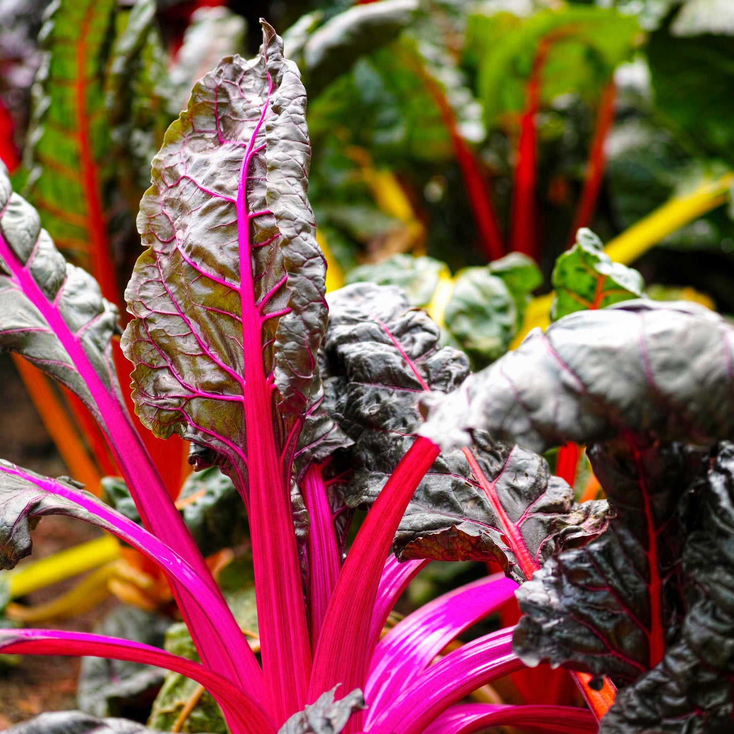 20Pcs Organic Swiss Chard Seeds
