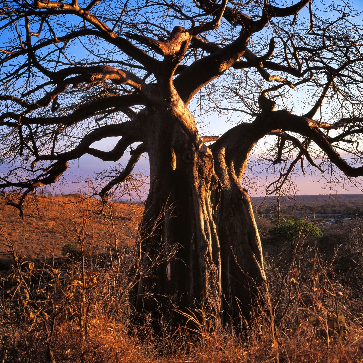10 Seeds Baobab Tree Seeds (Adansonia Digitata)