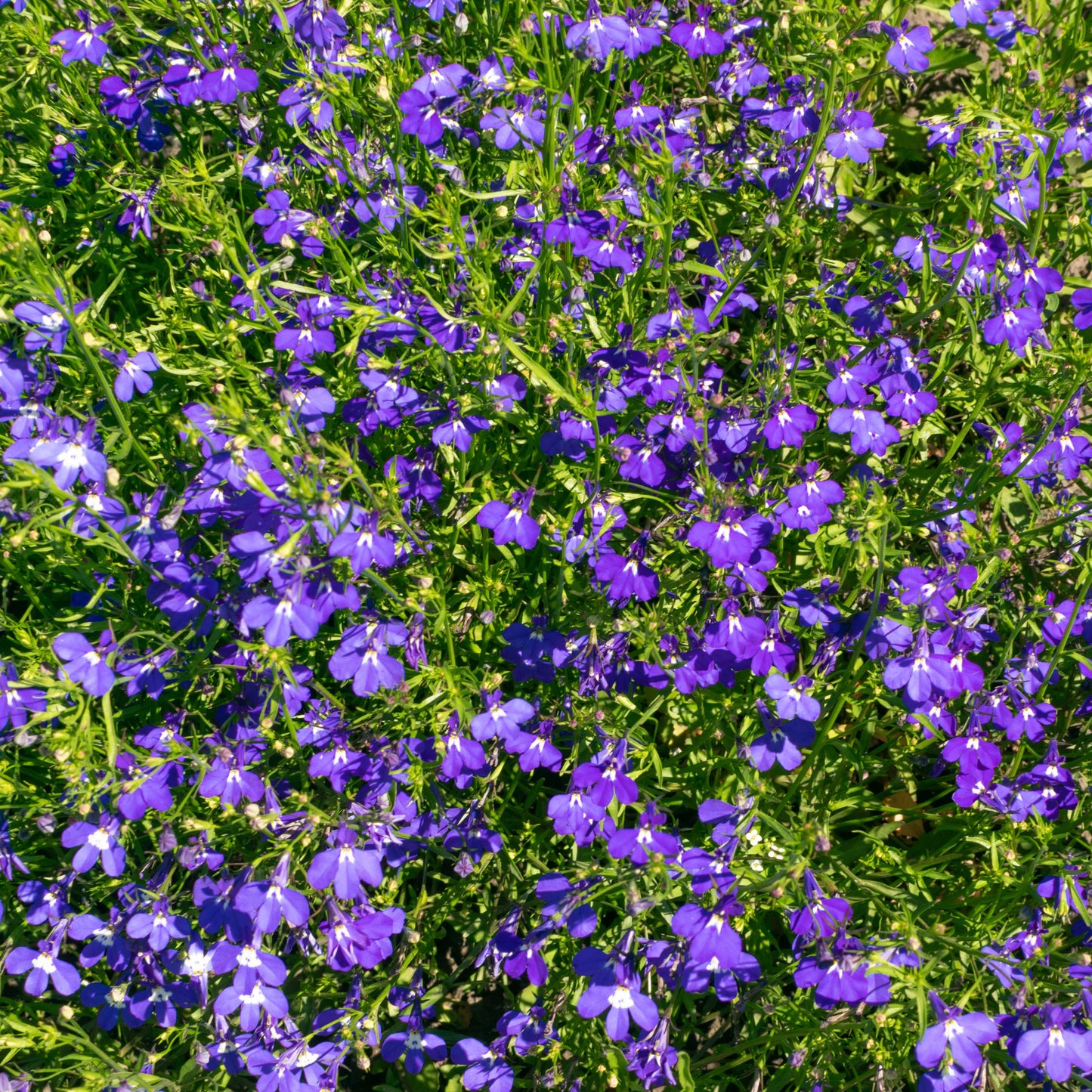 100Pcs Lobelia Seeds