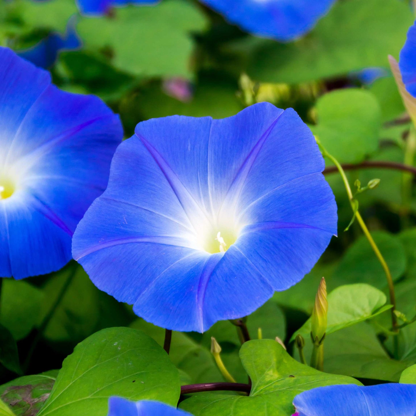 100Pcs Mix Color Morning Glory Flower Seeds