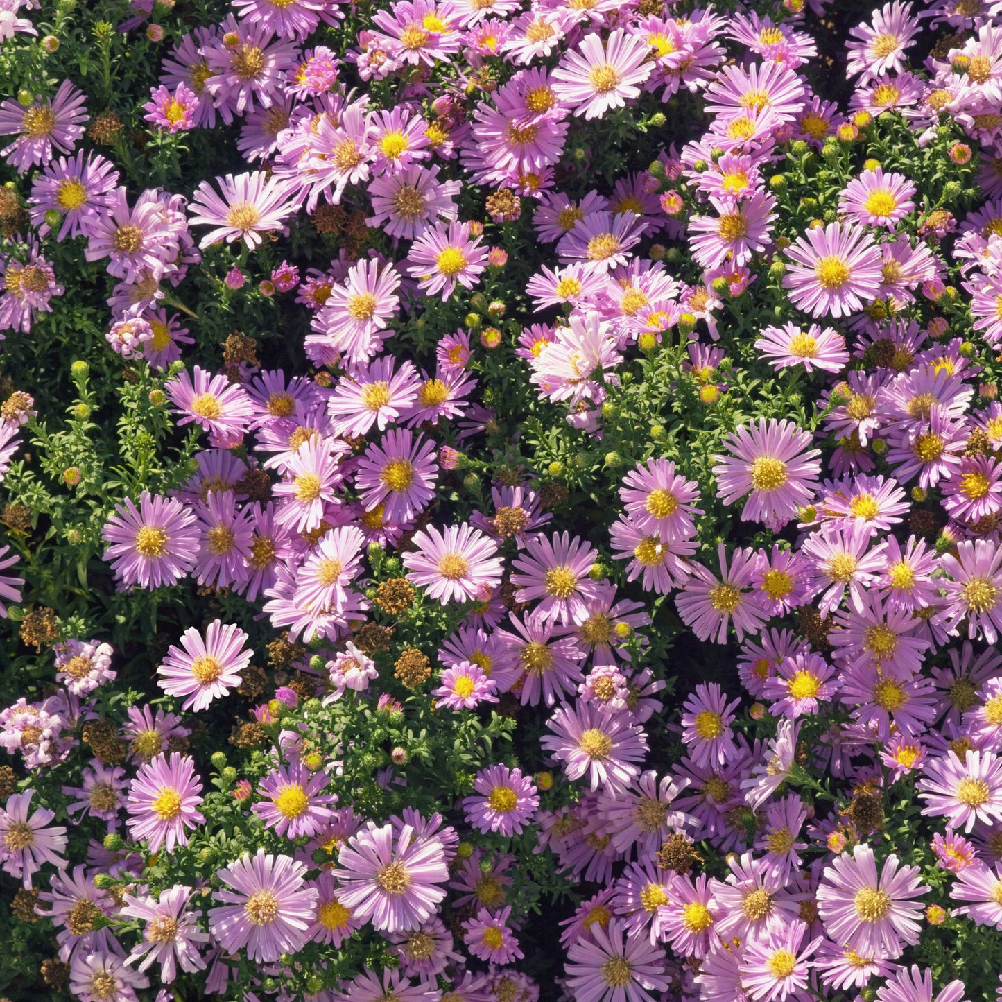 20Pcs Aster Flower Seeds