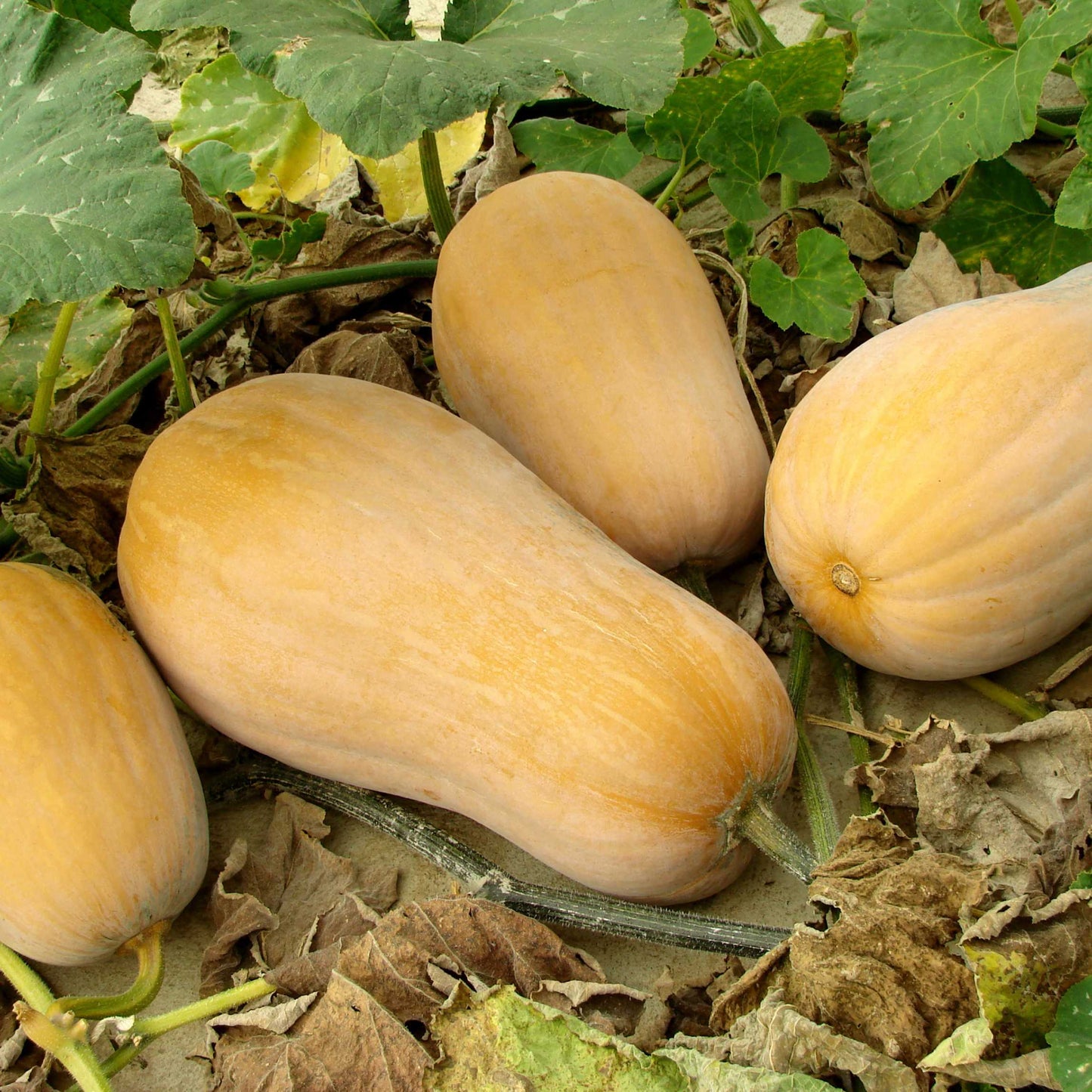 10Pcs Organic Summer Squash Seeds