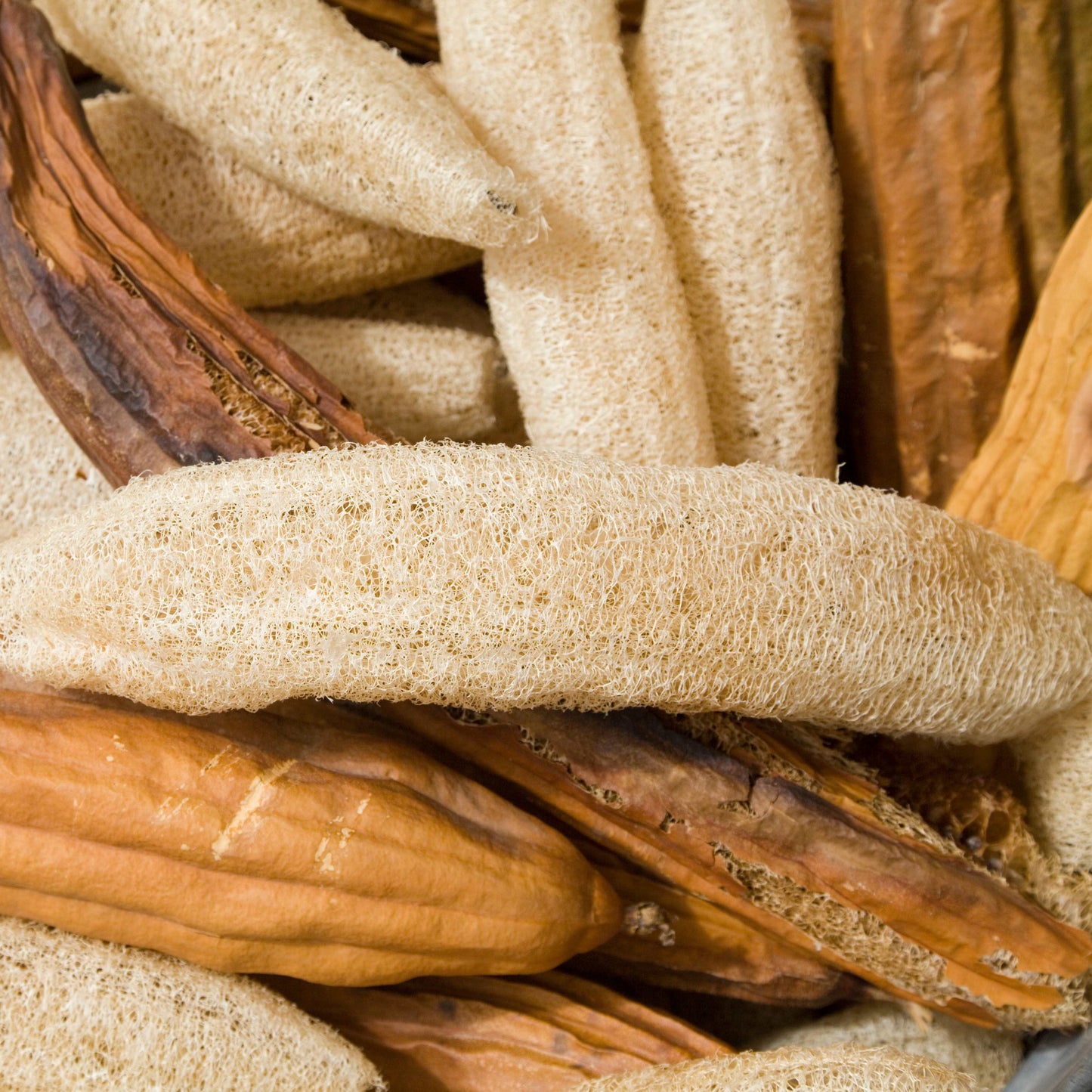 10Pcs Luffa Seeds