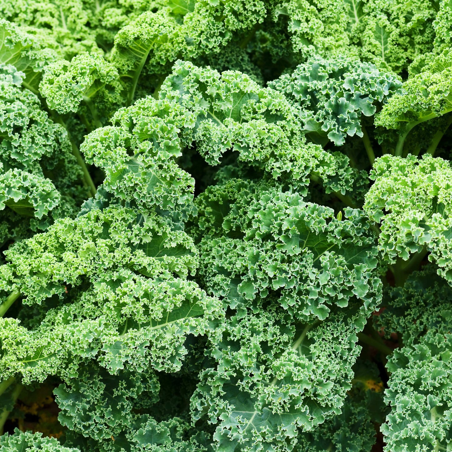 100Pcs Organic Kale Plant Seeds