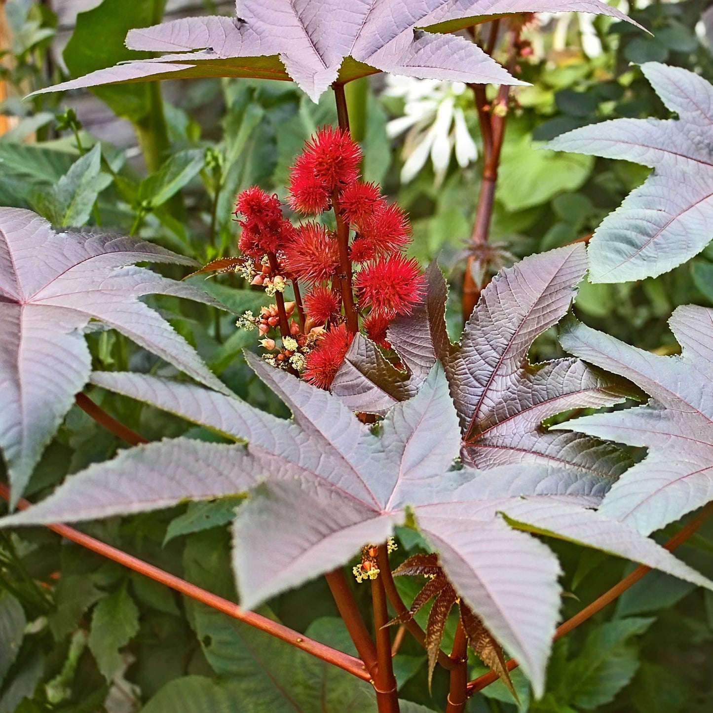 10Pcs Organic Castor Bean Seeds Pack