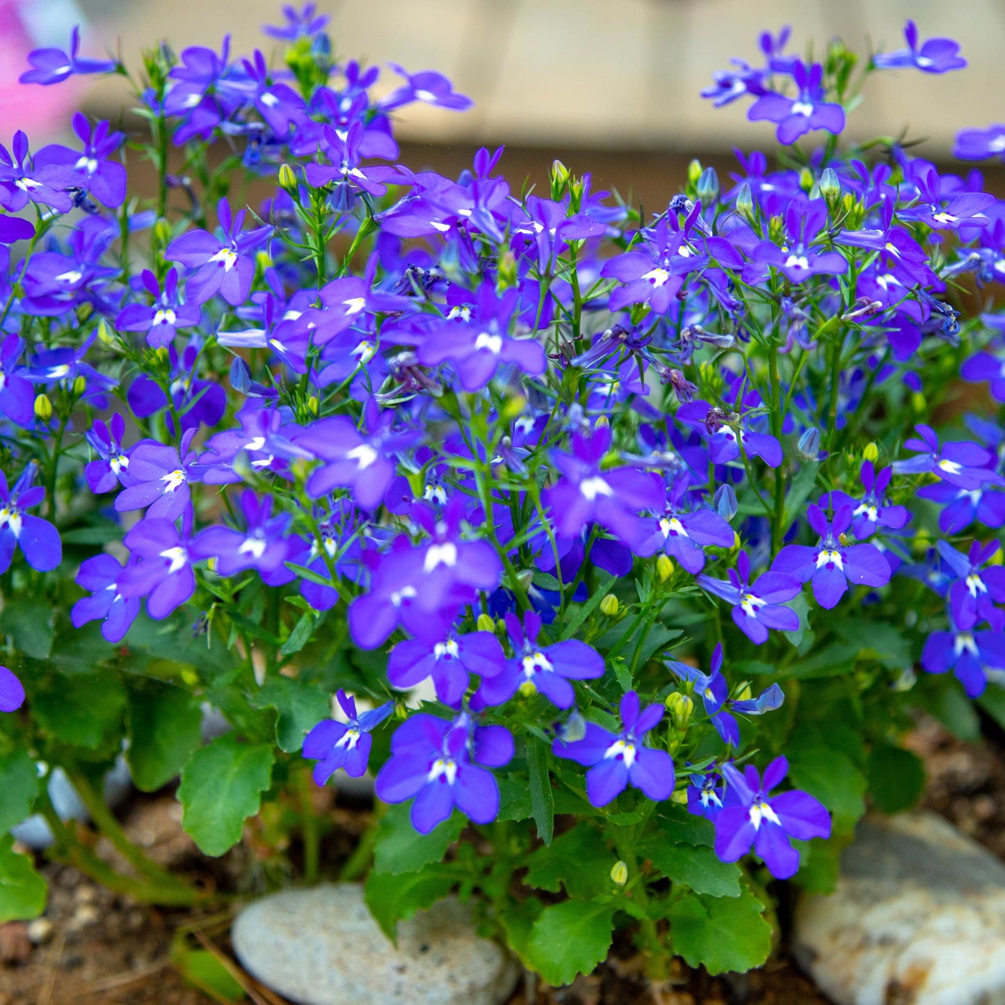 100Pcs Lobelia Seeds