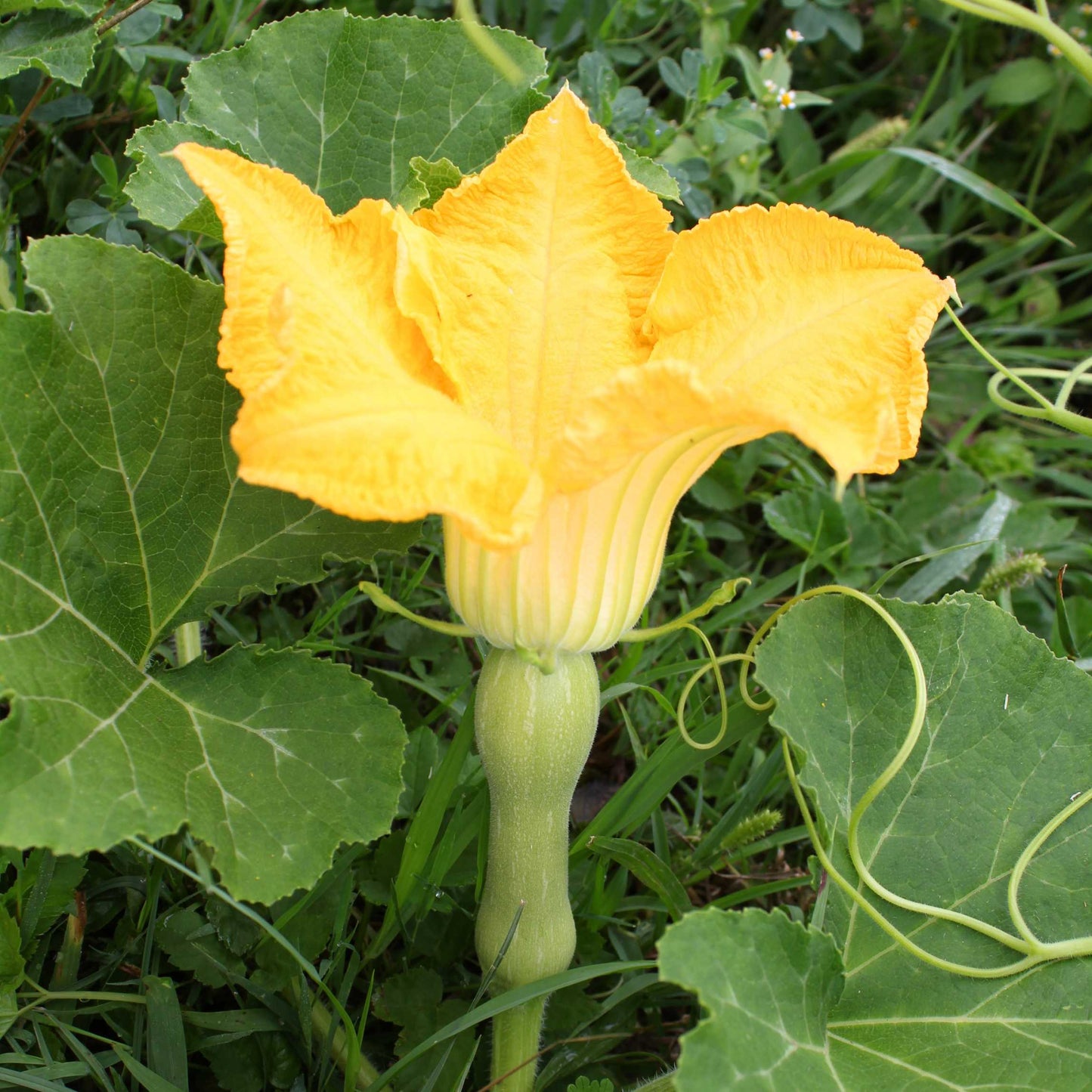 10Pcs Organic Summer Squash Seeds