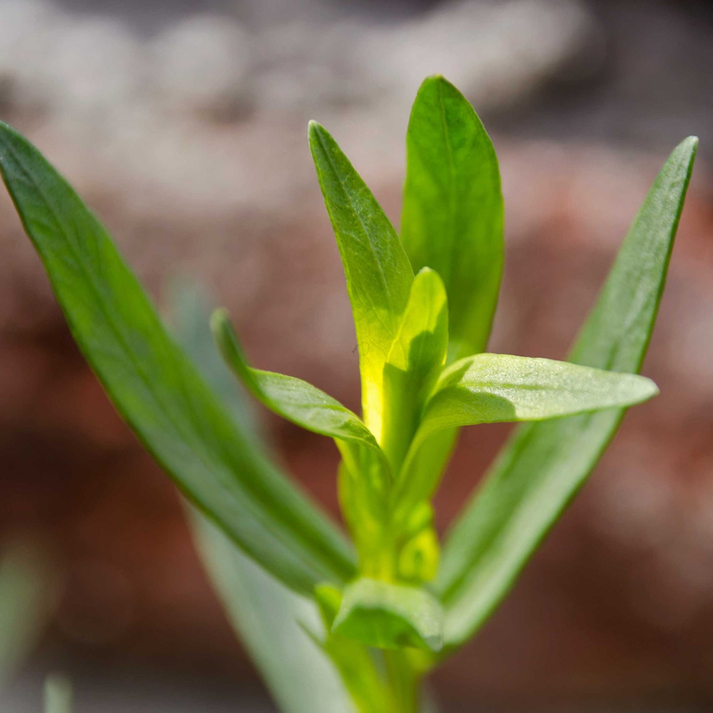50Pcs Organic Tarragon Seeds