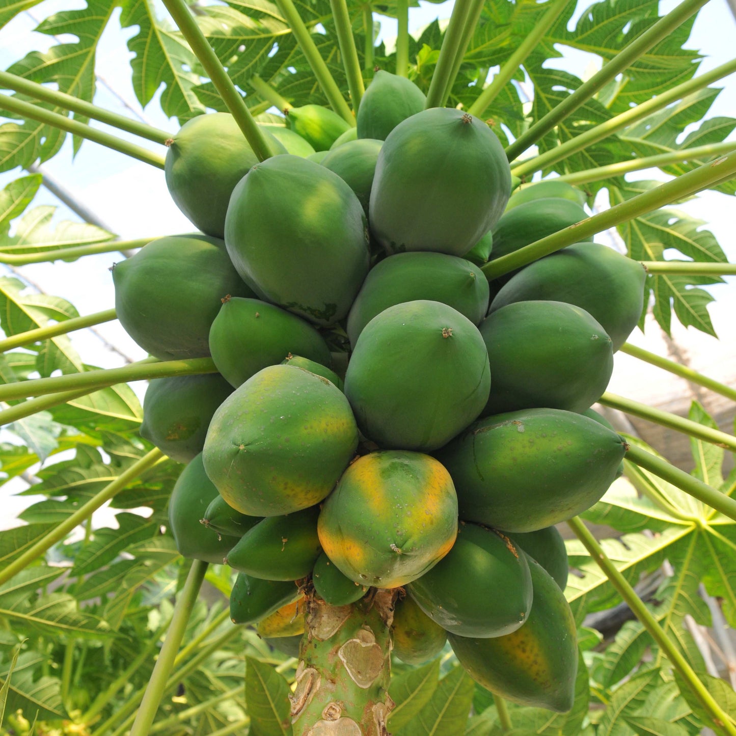 20Pcs Organic Papaya Seeds